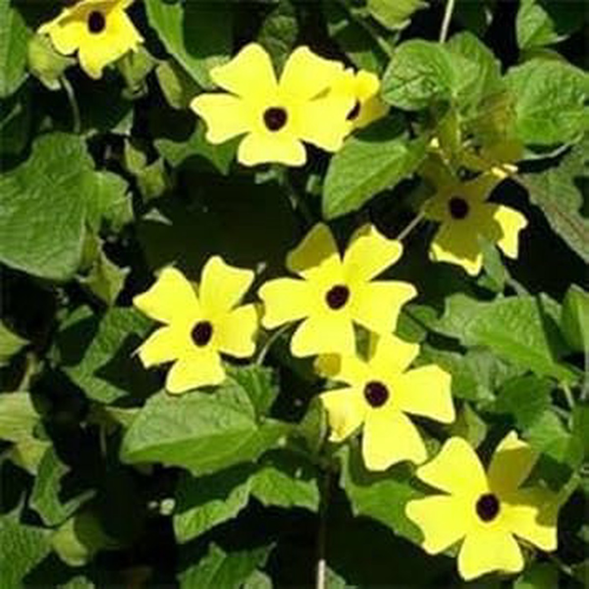 Yellow Thunbergia Seeds for Planting Organic Garden Seeds, Heirloom, Non-GMO, High Germination Climbing Flowers