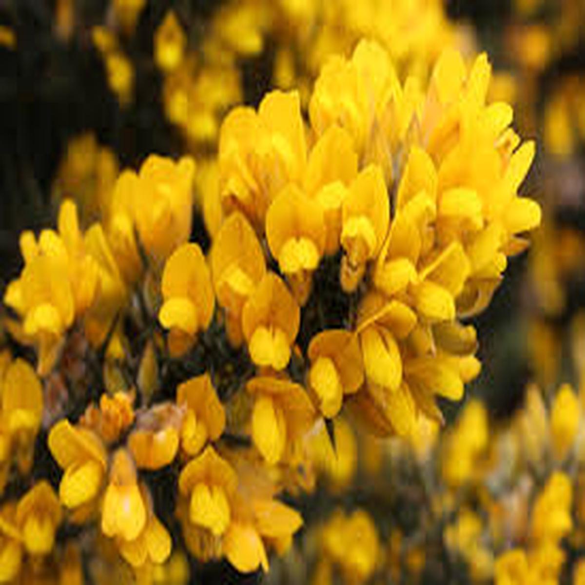 Yellow Gorse Ulex Europaeus Flower Seeds for Planting Easy to Grow, Heirloom & Non-GMO Seeds for Home Garden, 100pcs