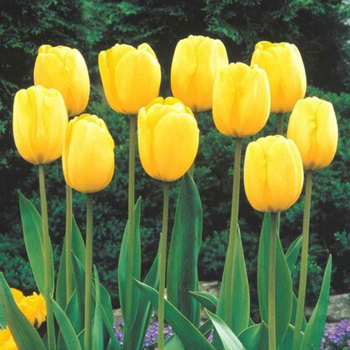 Yellow Tulip Tulip Flower Flower Seeds for Home Garden Planting, Lush Organic Blooming Collection