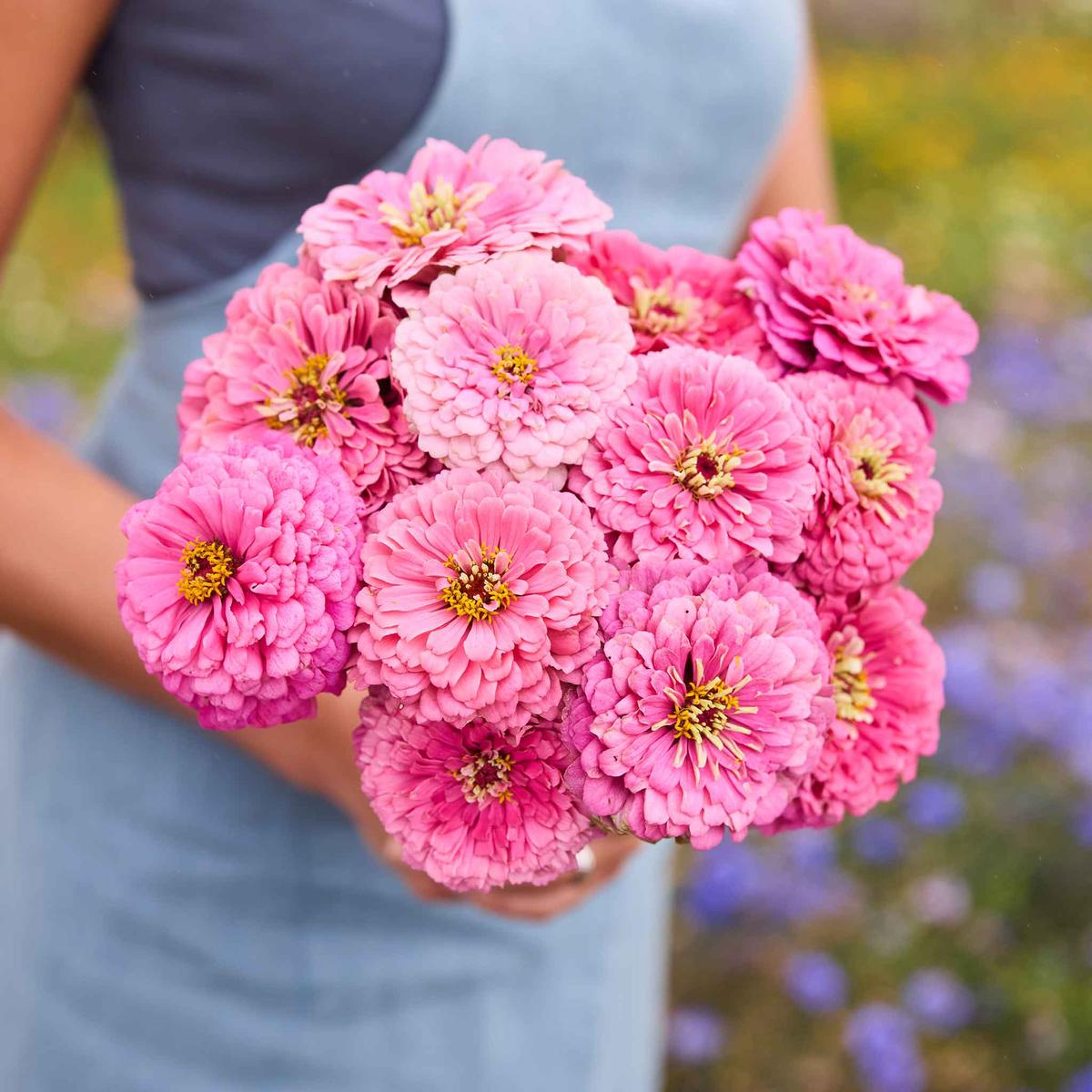 Zinnia Seeds - Benary's Giant Bright Pink