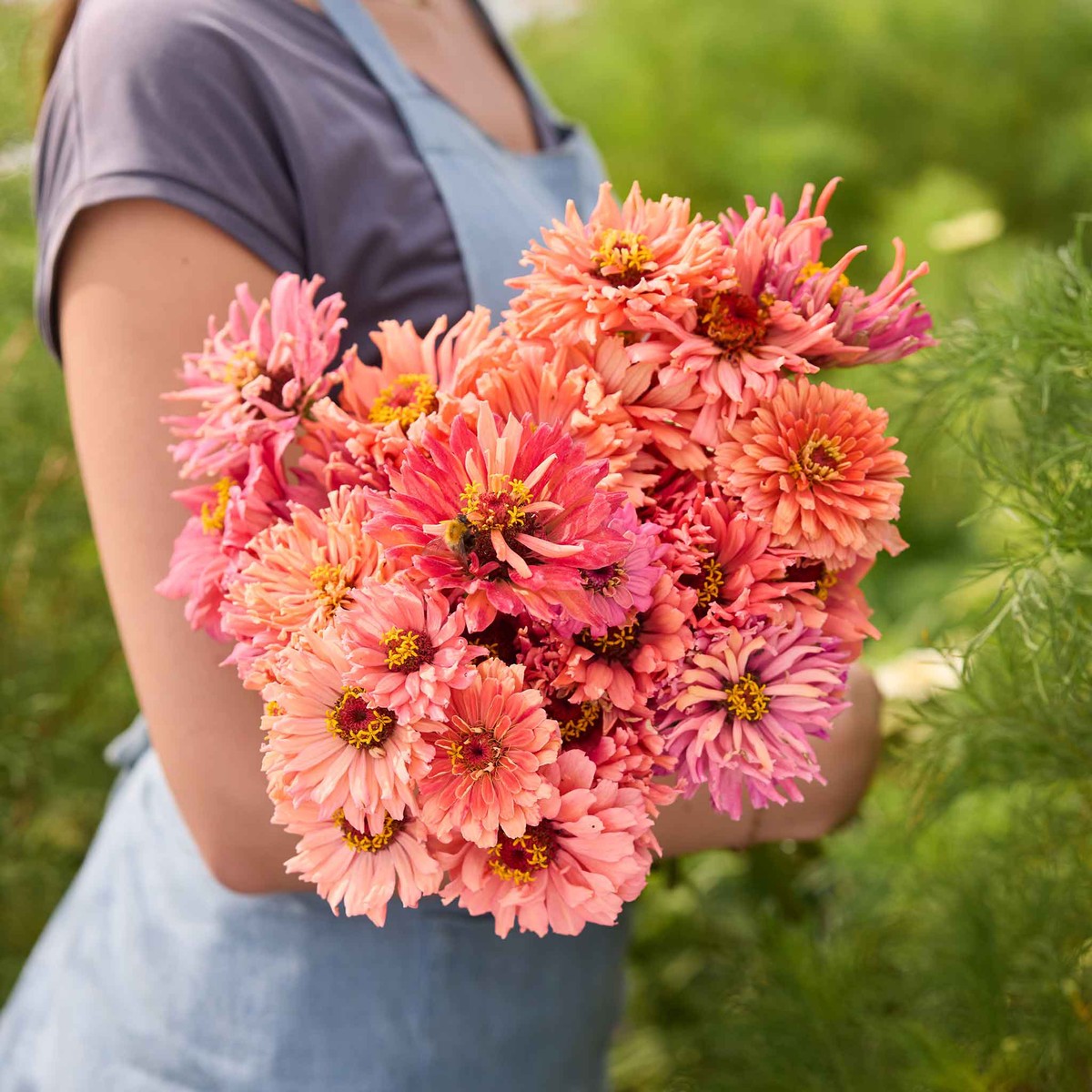 Zinnia Seeds - Senorita