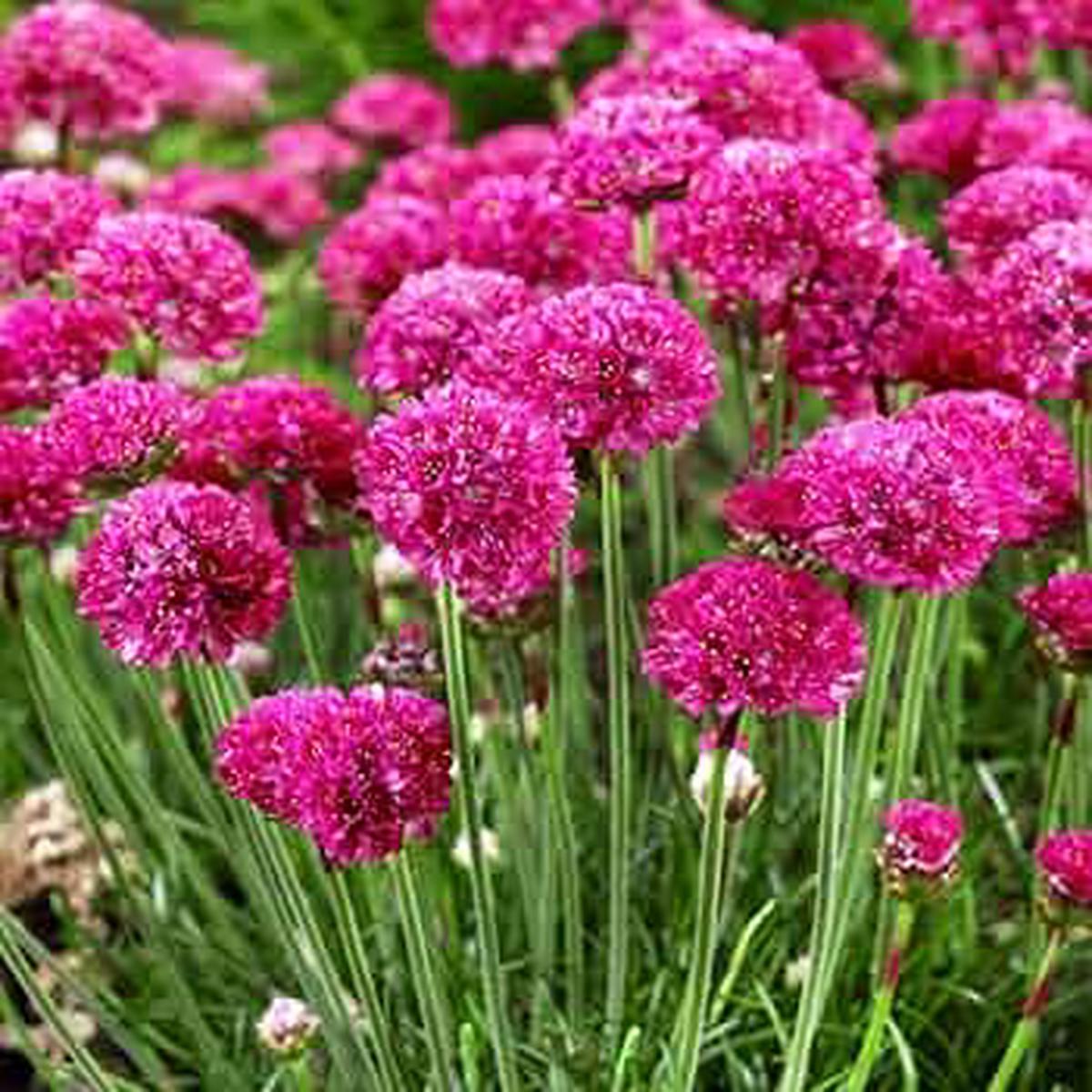 Armeria Maritima (Sea Thrift) Flower Seeds for Planting Heirloom, Non-GMO, High Germination Seeds for Rock Gardens & Borders