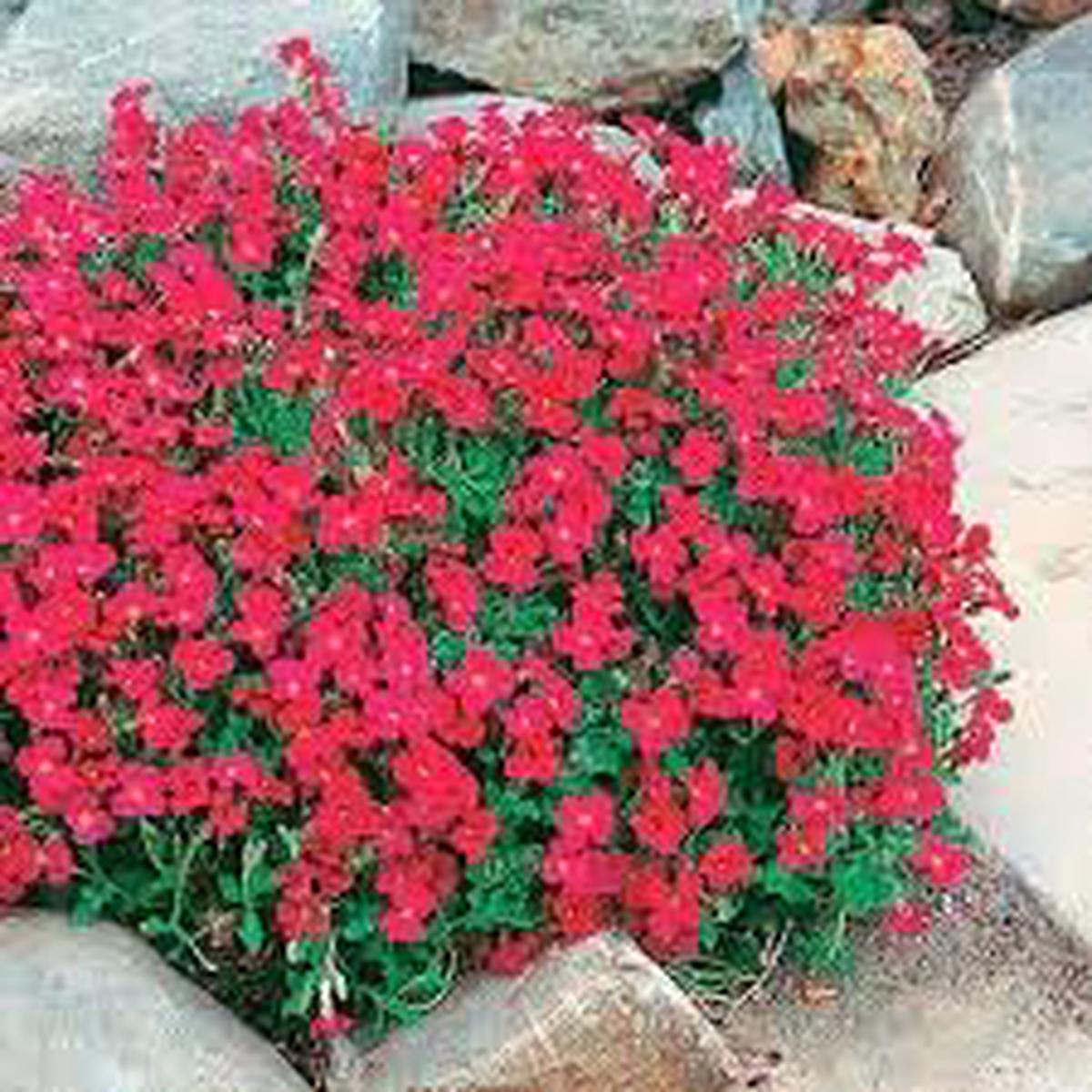Aubrieta Berro Flower Seeds for Planting, NON GMO Seeds