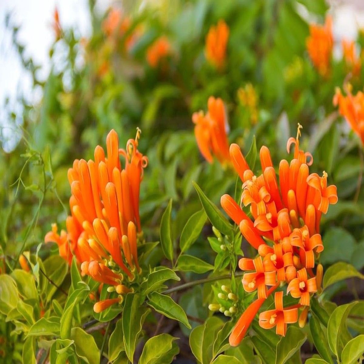 Light Orange Pyrostegia Venusta Flower Seeds  Heirloom Non-GMO Climbing Seeds for Planting, High Germination
