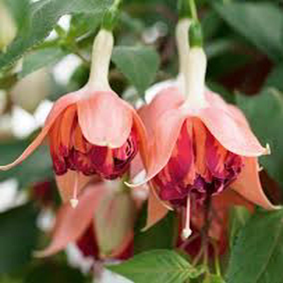 Orange Mix Fuchsia Flower Seeds for Planting Heirloom, Non-GMO, High Germination Organic Garden Seeds