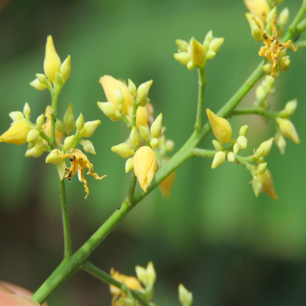 Yellow Hevea Brasiliensis Seeds  Heirloom, Non-GMO Flower Seeds for Planting Unique Blooms