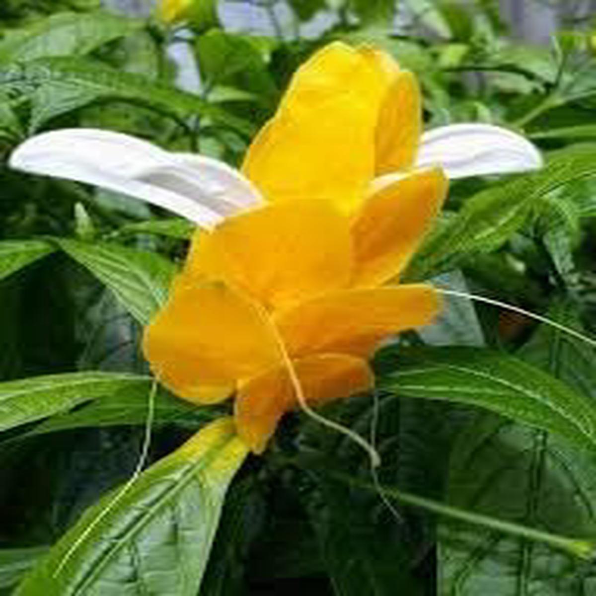 Yellow Pachystachys Lutea Flower seeds for Planting - Easy to Grow, Heirloom & GMO Free Seeds for Home Garden