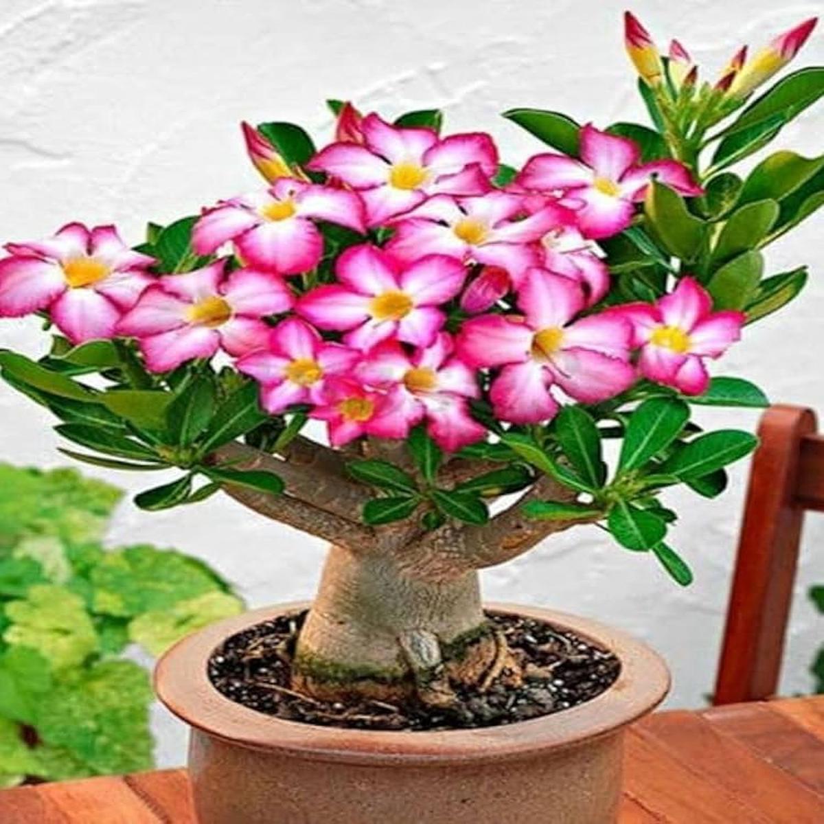 Adenium Obesum Seeds Beautiful, Hardy Desert Rose for Your Garden or Indoor Plant Collection