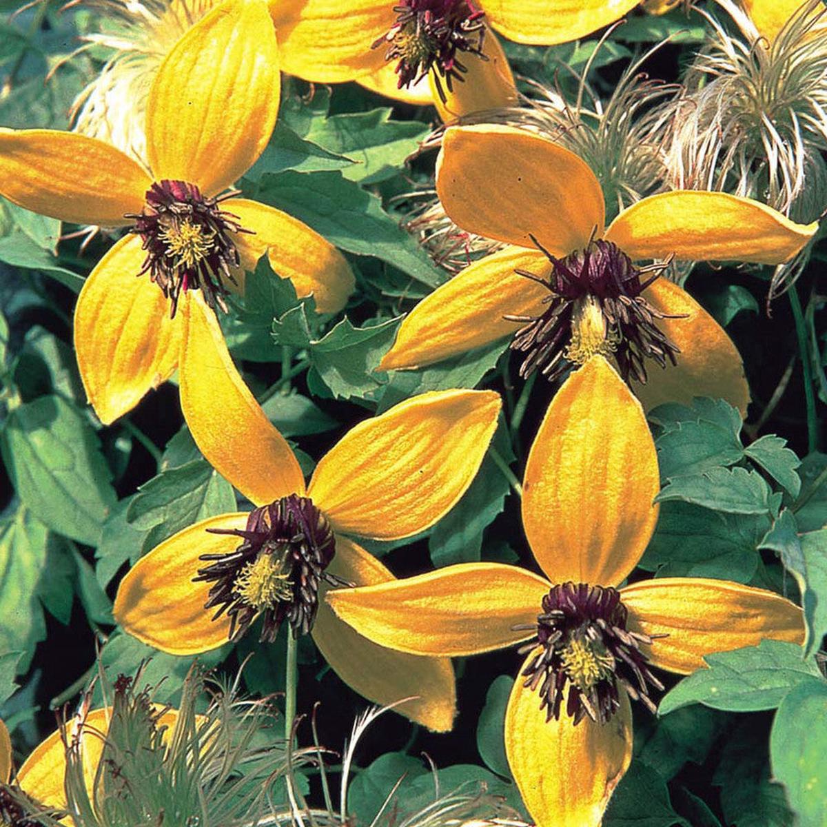 Yellow Tangutica Flower Seeds for Planting Heirloom, Non-GMO, High Germination Organic Garden Seeds