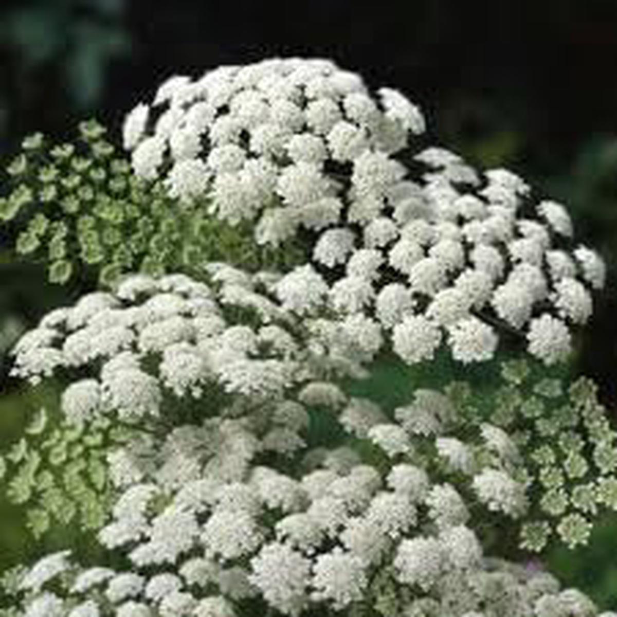 Zanahoria Silvestre Flower Seeds for Planting ?? Heirloom, Non-GMO, Organic Wild Carrot