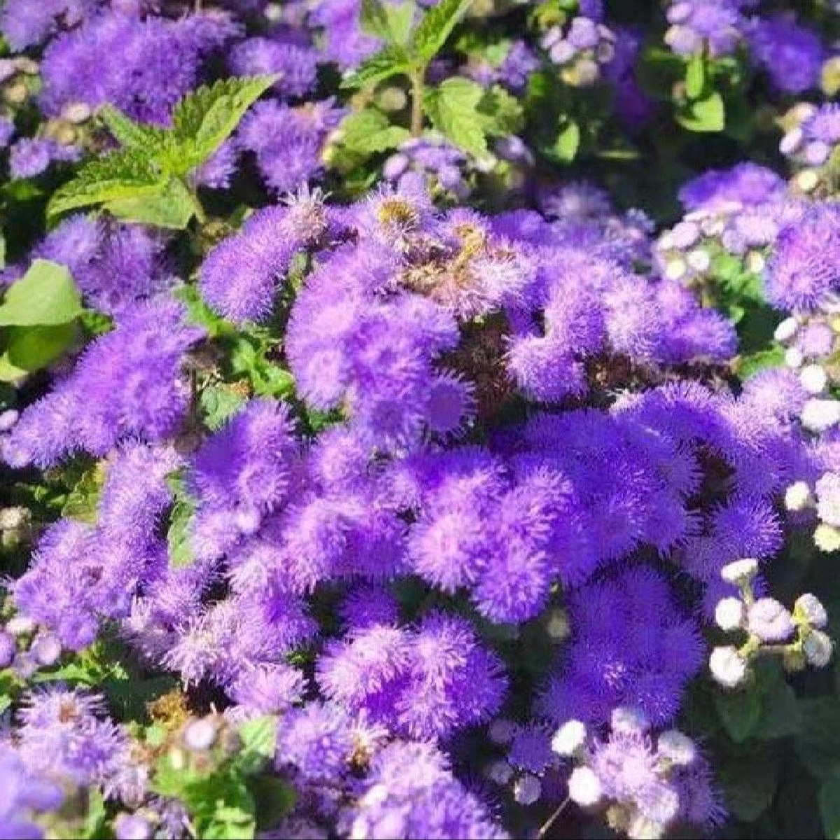 Ageratum Seeds Flossflower Dwarf Blue Mink Houstonianum Blue Mistflower See  Heirloom, Non-GMO, High Germination Organic Garden Seeds