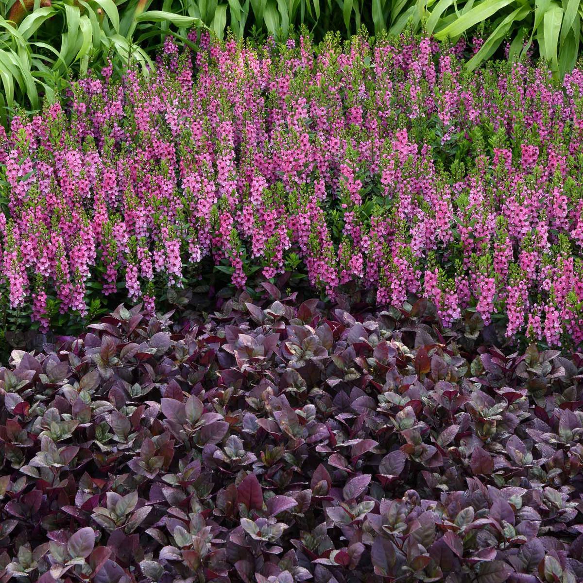 Alternanthera Seeds - Purple Prince