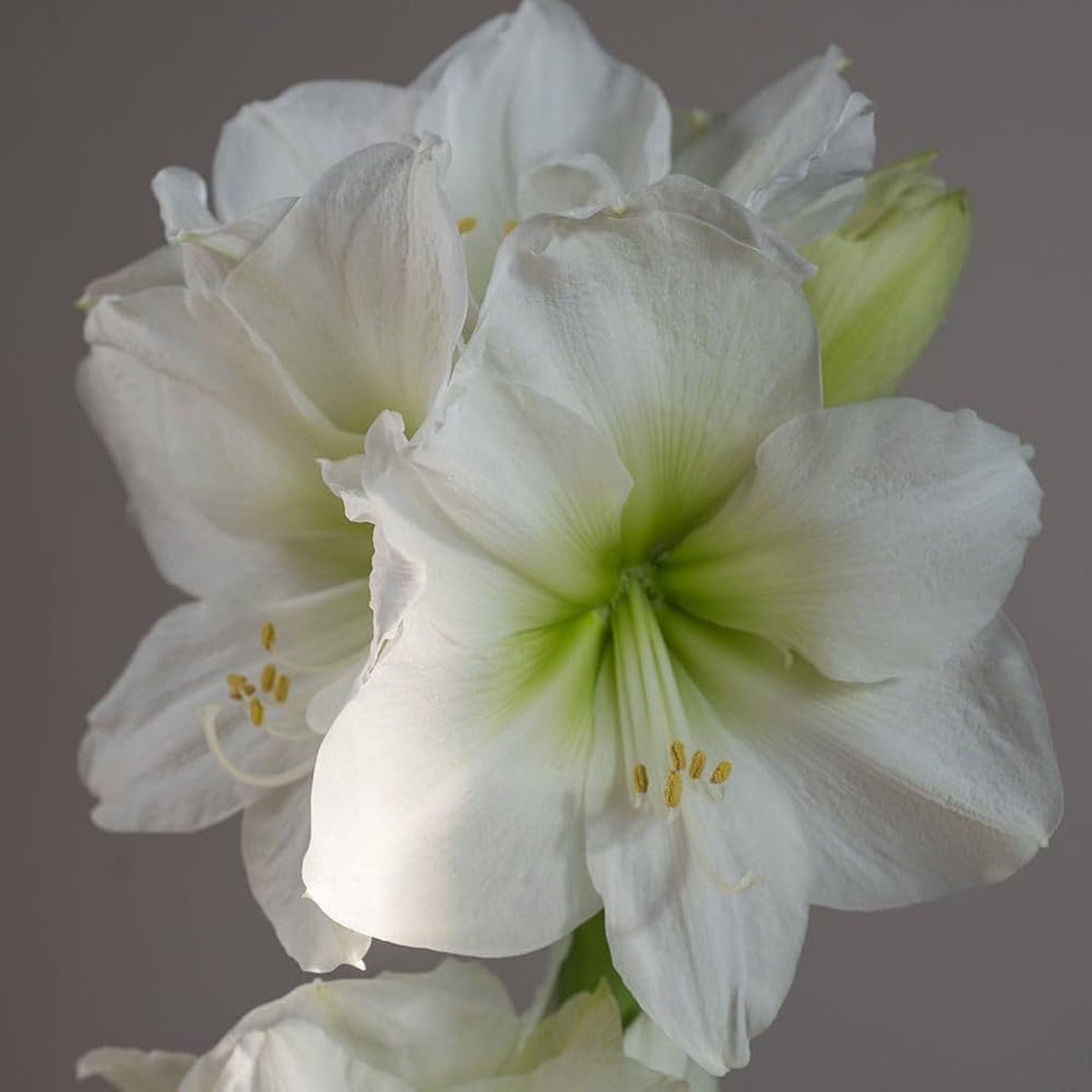 Amaryllis Flower Seeds (White & Pink) Fresh Seeds for Planting Beautiful Blooms