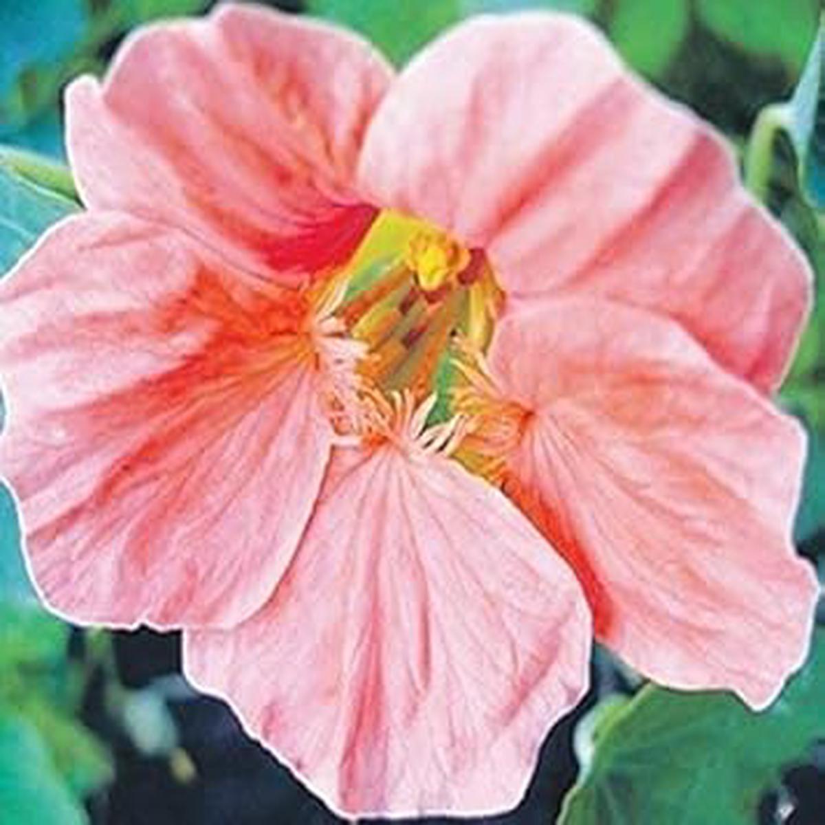 Baby Pink Nasturtium Flower Seeds for Planting Heirloom, Non-GMO, High Germination Garden Seeds