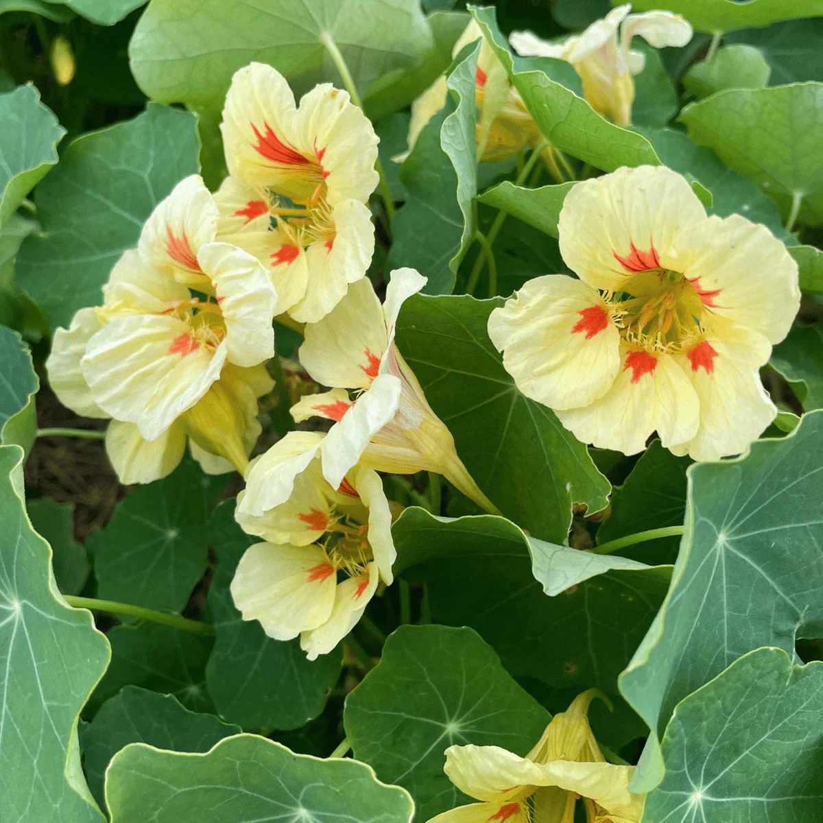 Yellow Peach Nasturtium Flowering Planting Seeds