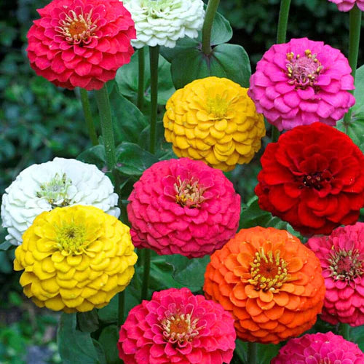 Zinnia Double Mixed Flower Seeds for Planting Vibrant, Heirloom, Non-GMO, High Germination Garden Flower Seeds
