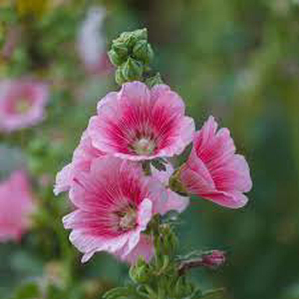 Baby Pink Hollyhock Flower Planting Seeds for Garden  Non-GMO, Heirloom, High Germination Seeds