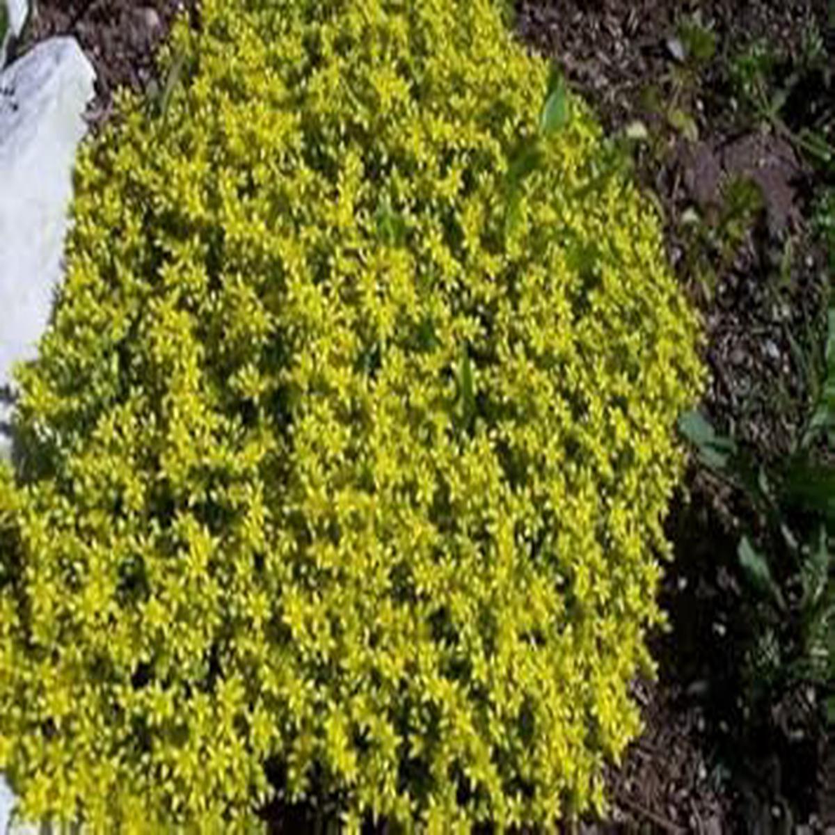 Yellow Stonecrop Flower seeds for Planting - Garden Favorite, Heirloom & GMO Free Seeds for Home Garden  Sale