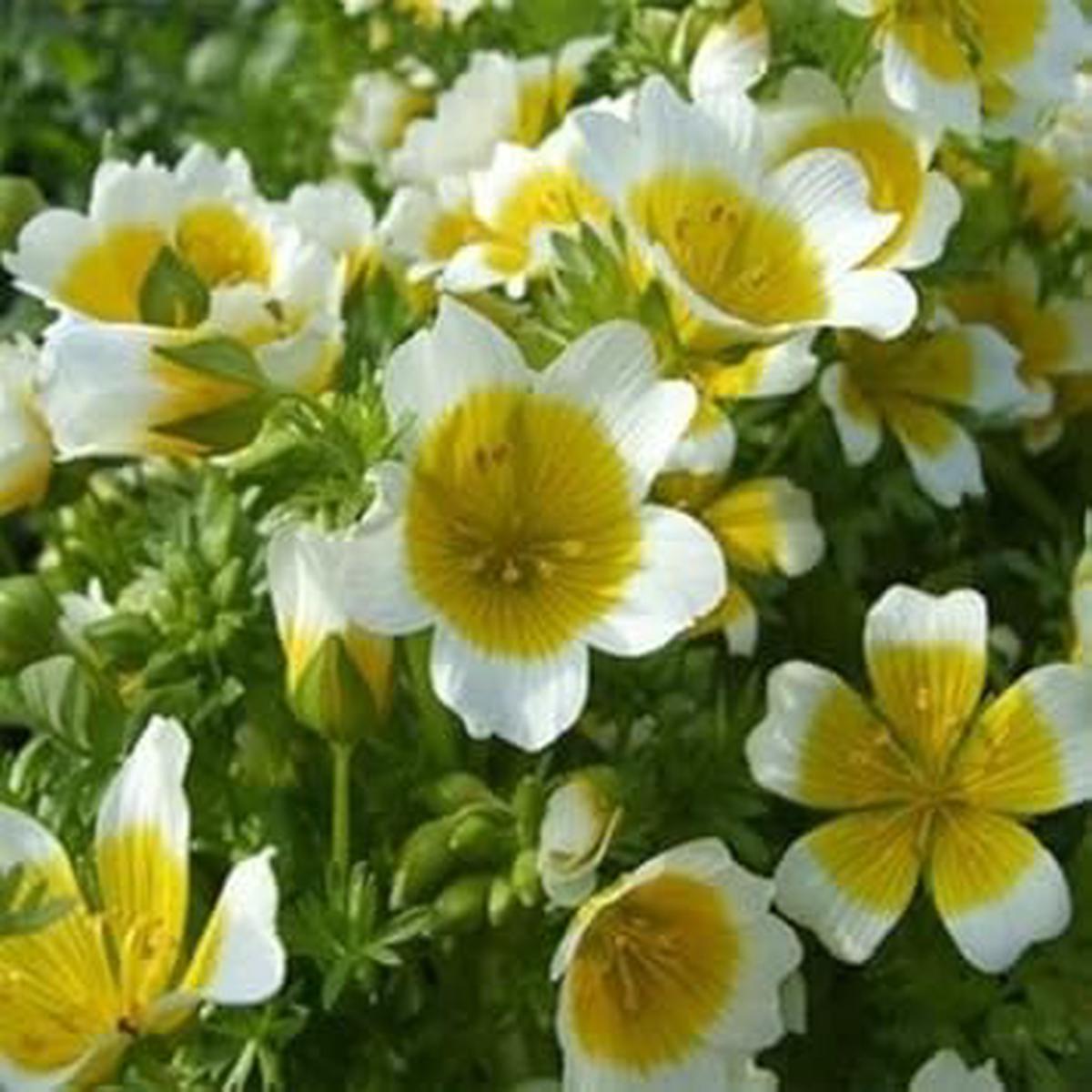 Yellow White Limnanthes Douglasii Flower seeds for Planting - Drought Tolerant, Heirloom & GMO Free Seeds for Home Garden