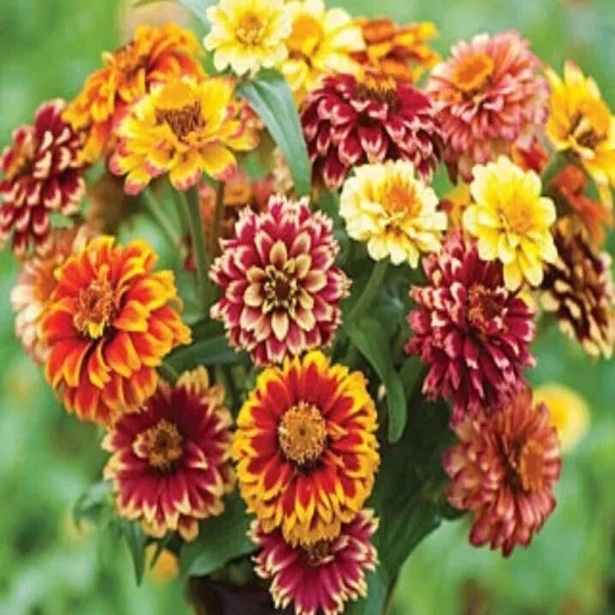 Zinnia Jazzy Mix seeds Heirloom, Non-GMO, High Germination Organic Garden Seeds
