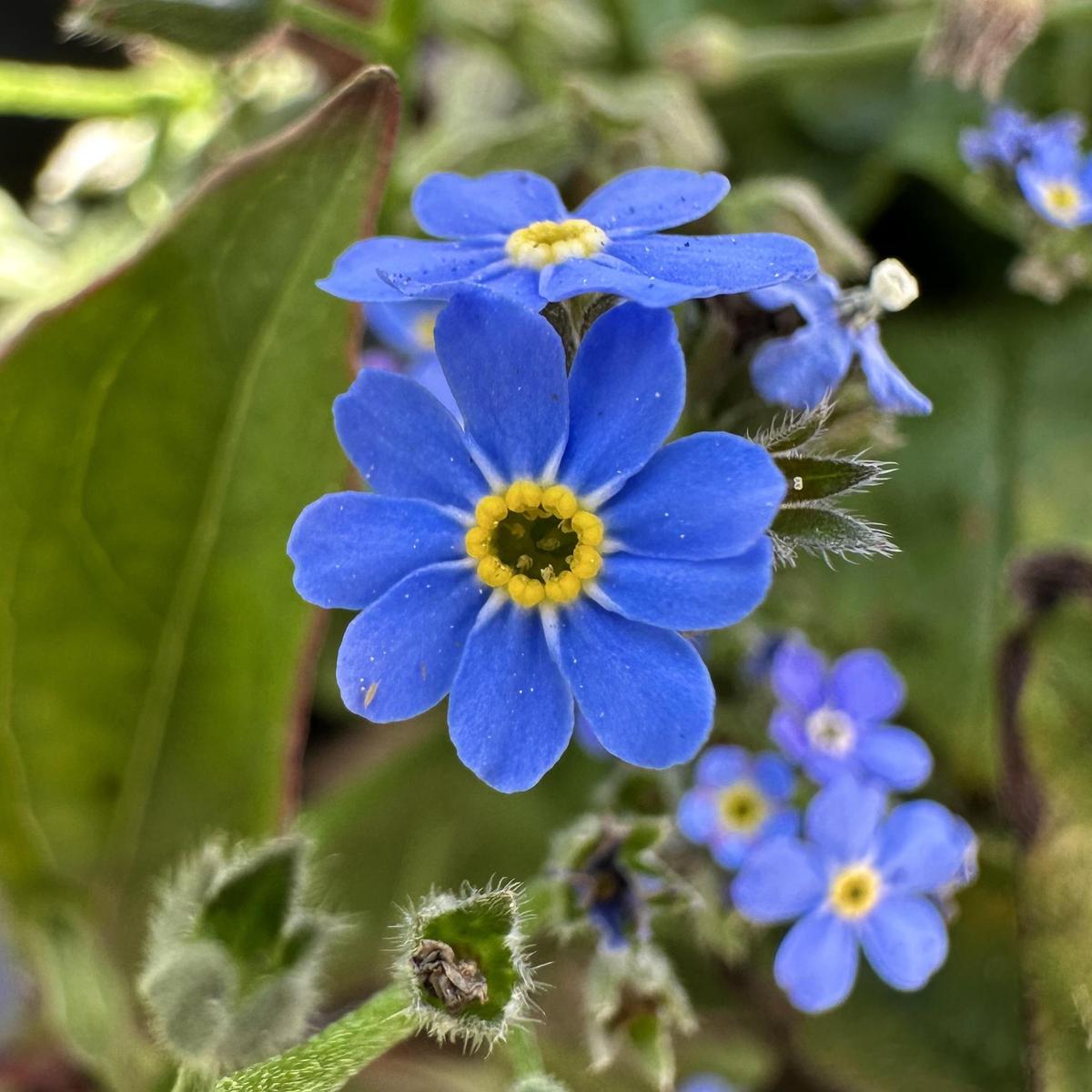 Alpine Flower seeds for Planting - Cottage Garden Essential, Heirloom & GMO Free Seeds for Home Garden