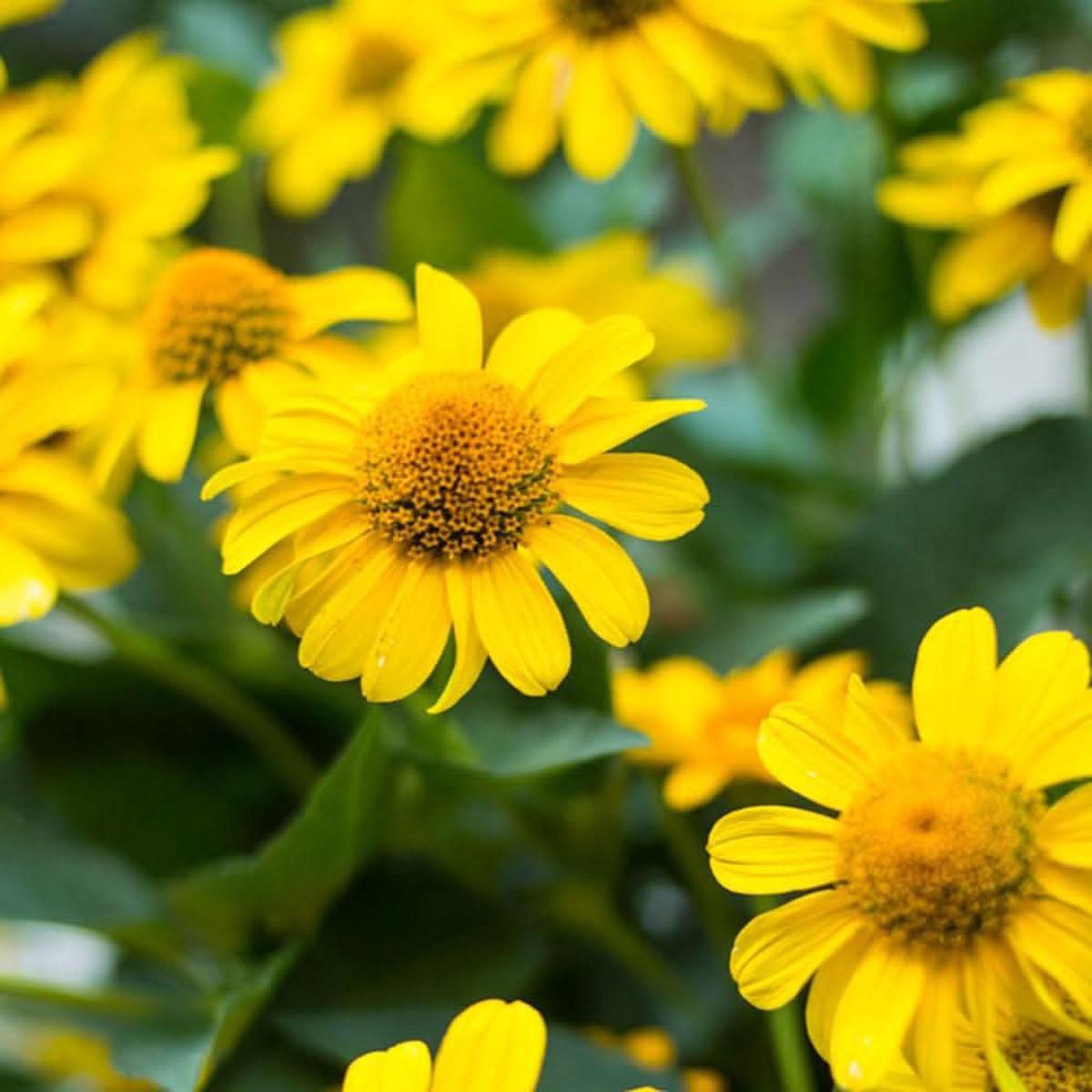 Arnica Montana Flower Seeds for Gardens and Healing  Fresh Flower seeds