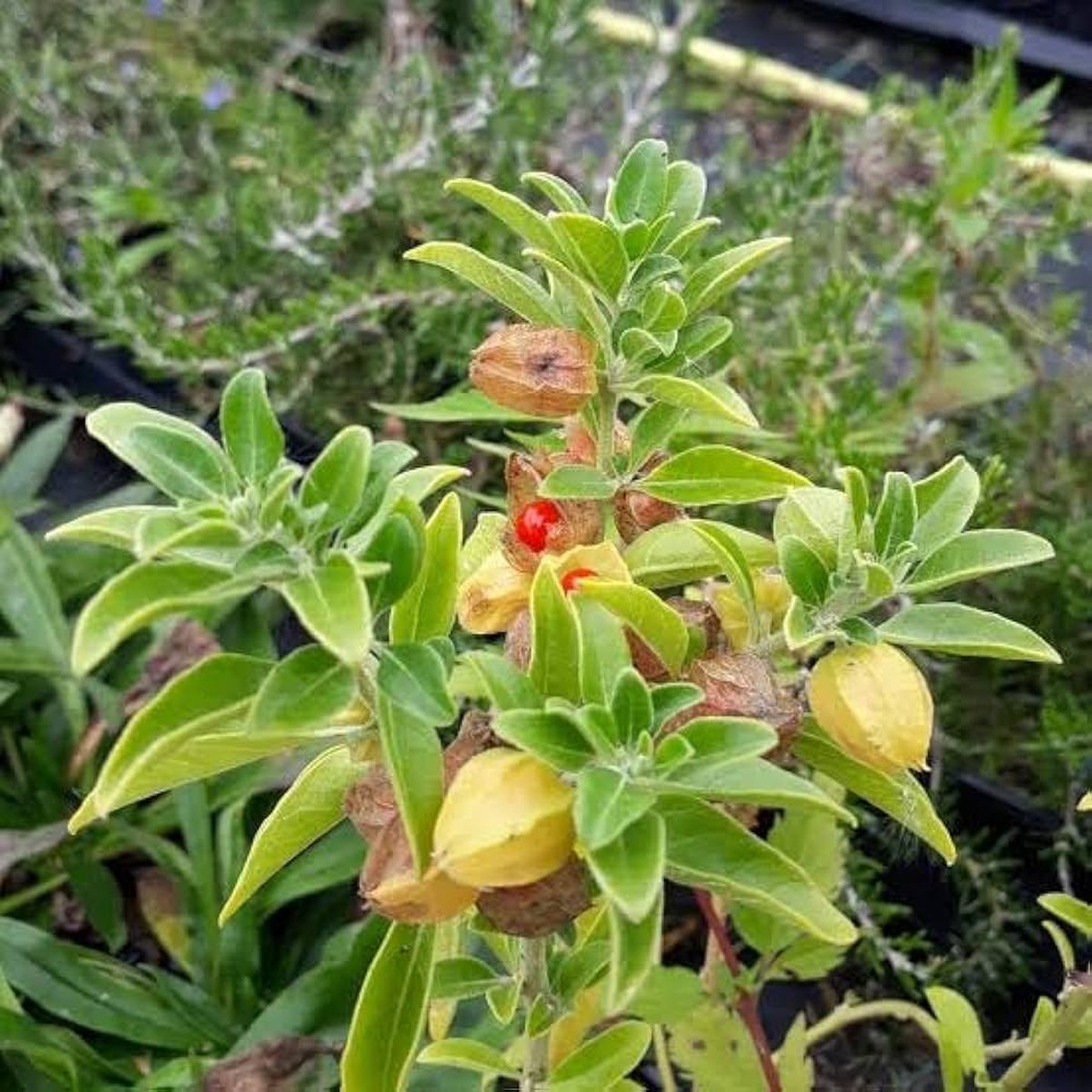 Ashwagandha Flower seeds for Planting Wildflower Mix Heirloom & GMO Free Seeds for Home Garden