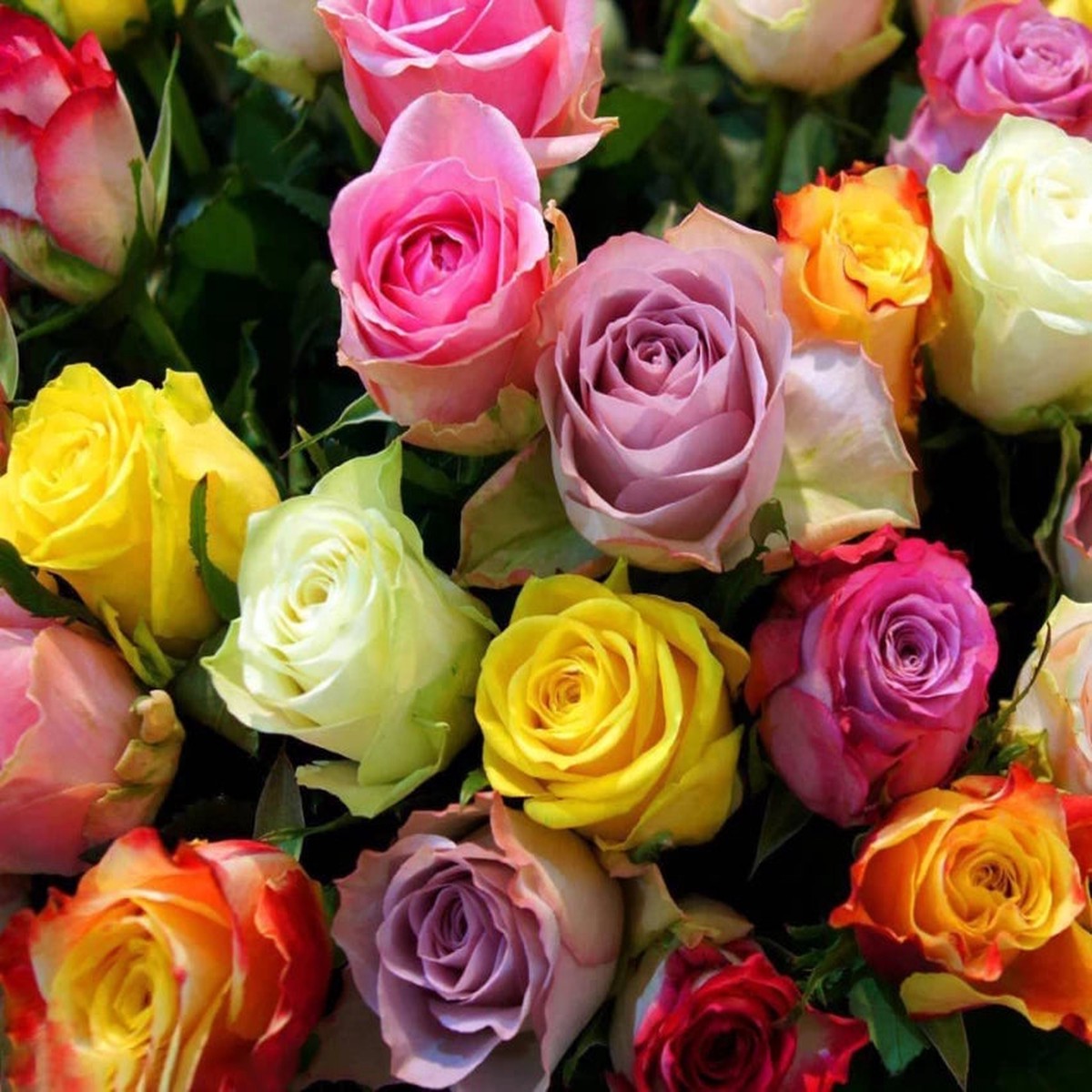 Rose Tree Flower Seeds for Planting Non-GMO, Heirloom Garden Seeds for Vibrant Growth, High Germination