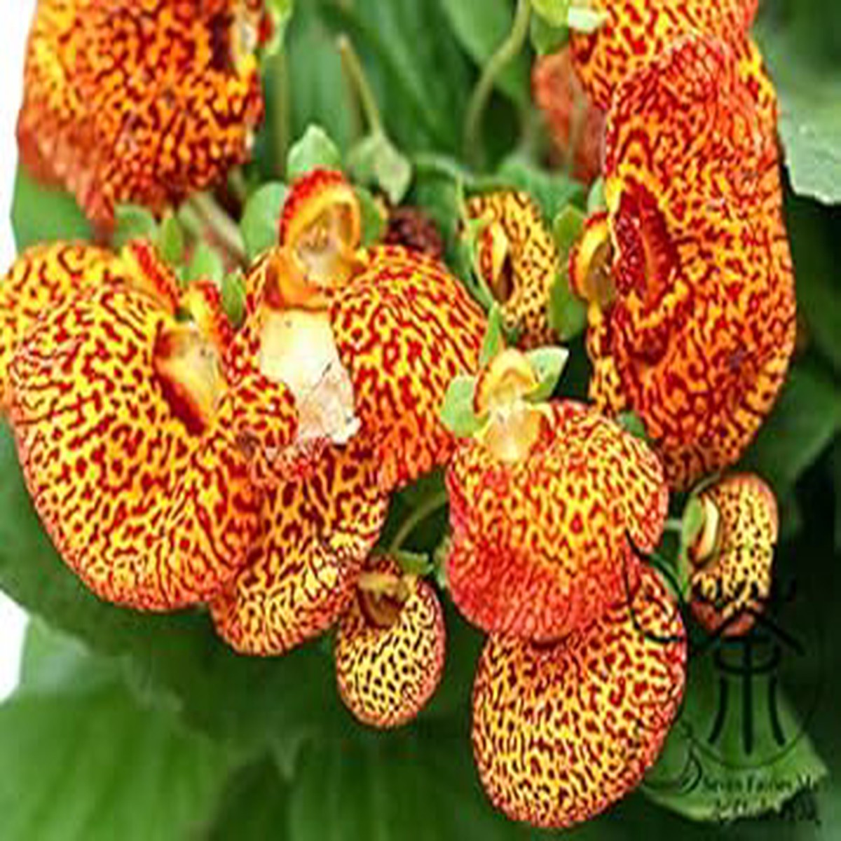 Yellow Calceolaria Crenatiflora Plant Seeds for Planting NON GMO Heirloom Seeds, High Germination, Organic Garden