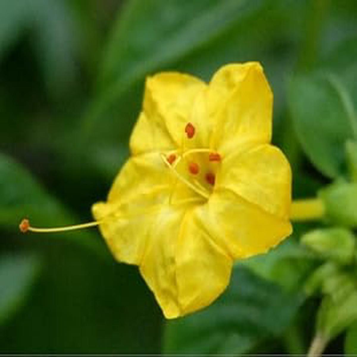 Yellow Huang Moli Flower Seeds for Planting Heirloom, Non-GMO, Organic Garden Seeds, High Germination