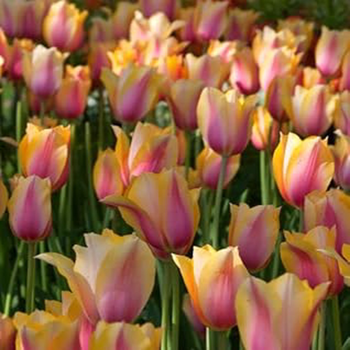 Yellow Pink Tulip Flower Seeds for Planting Heirloom, Non-GMO, High Germination Organic Garden Seeds