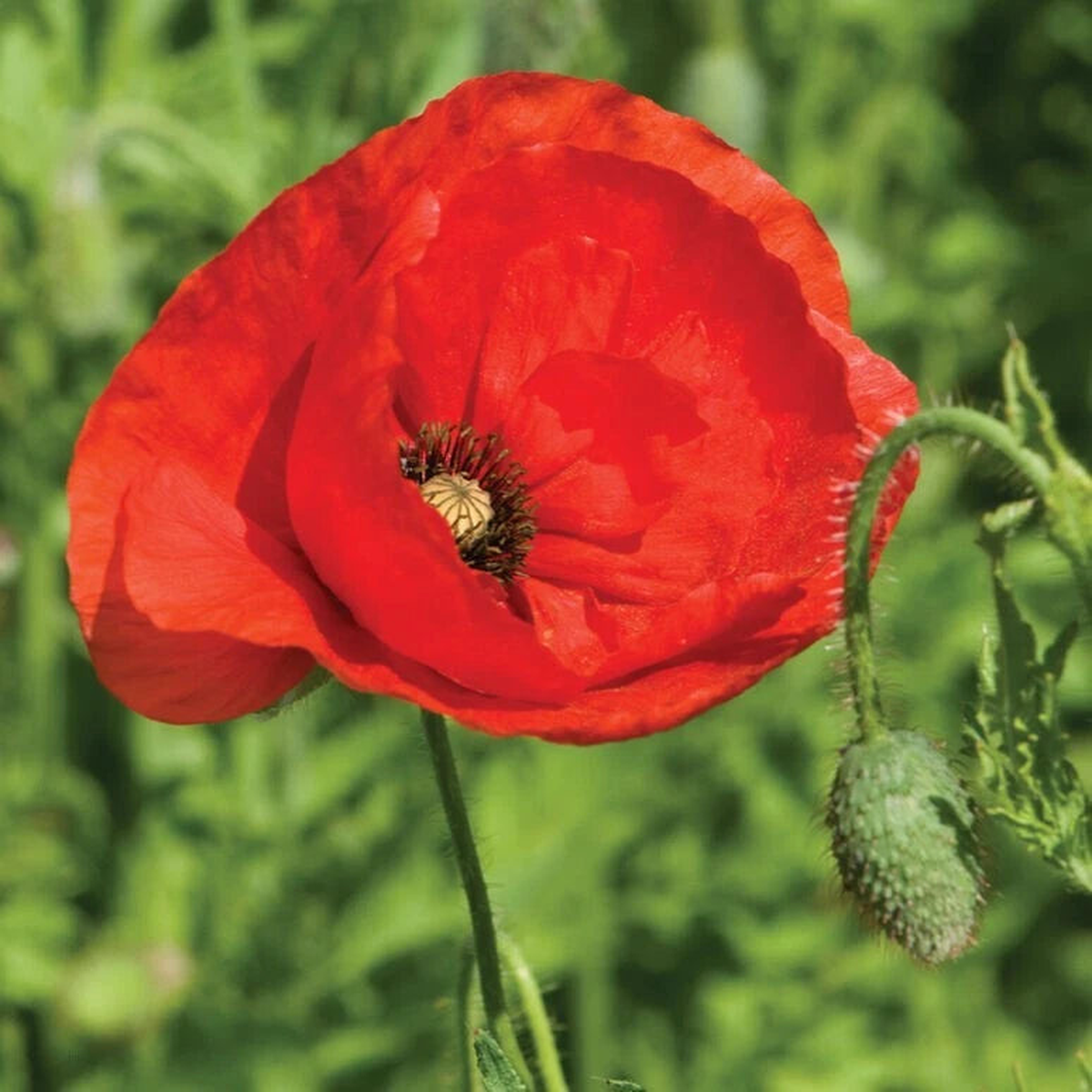 American Legion Poppy seeds  Heirloom, Non-GMO, High Germination Organic Garden Seeds