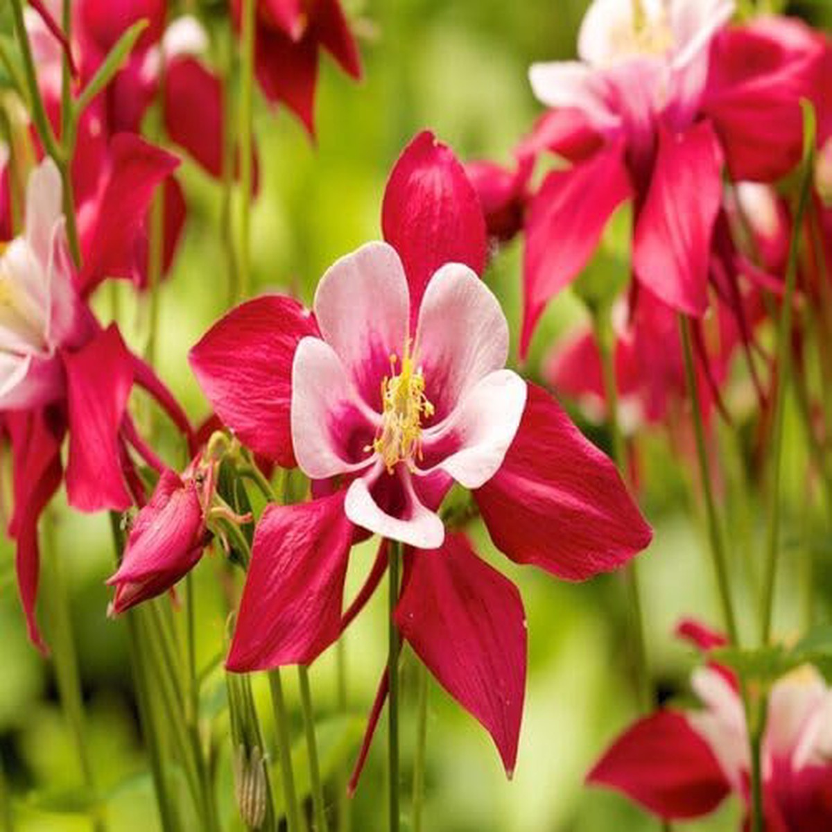 Aquilegia Flower Red White