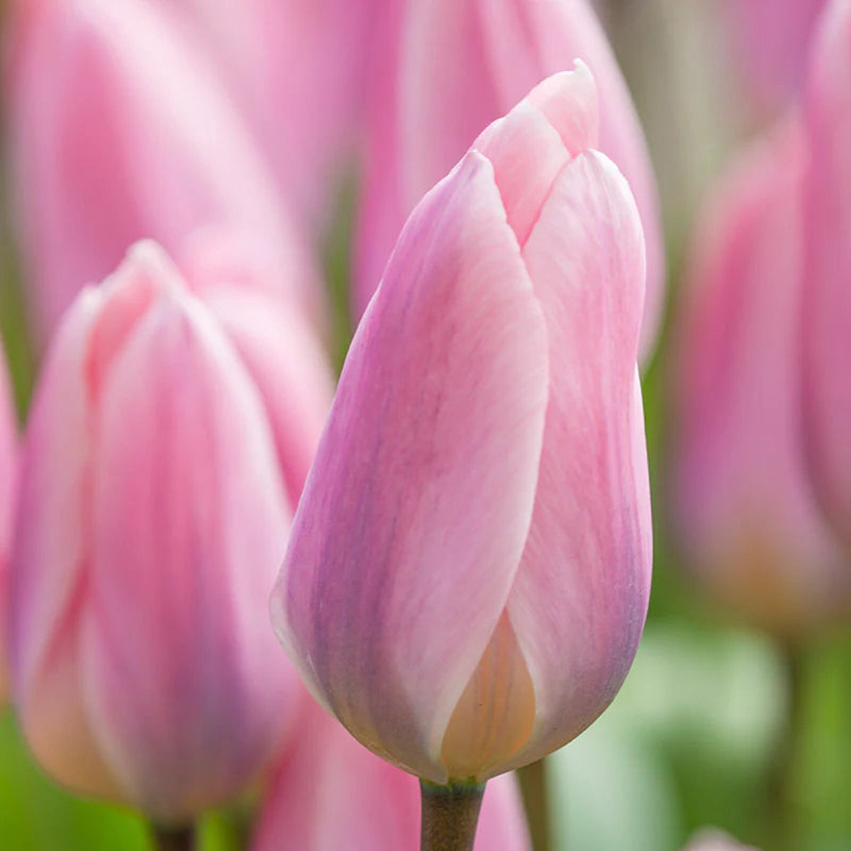 Baby Pink Tulip Flower Seeds for Planting Heirloom, Non-GMO, Vibrant Blooms