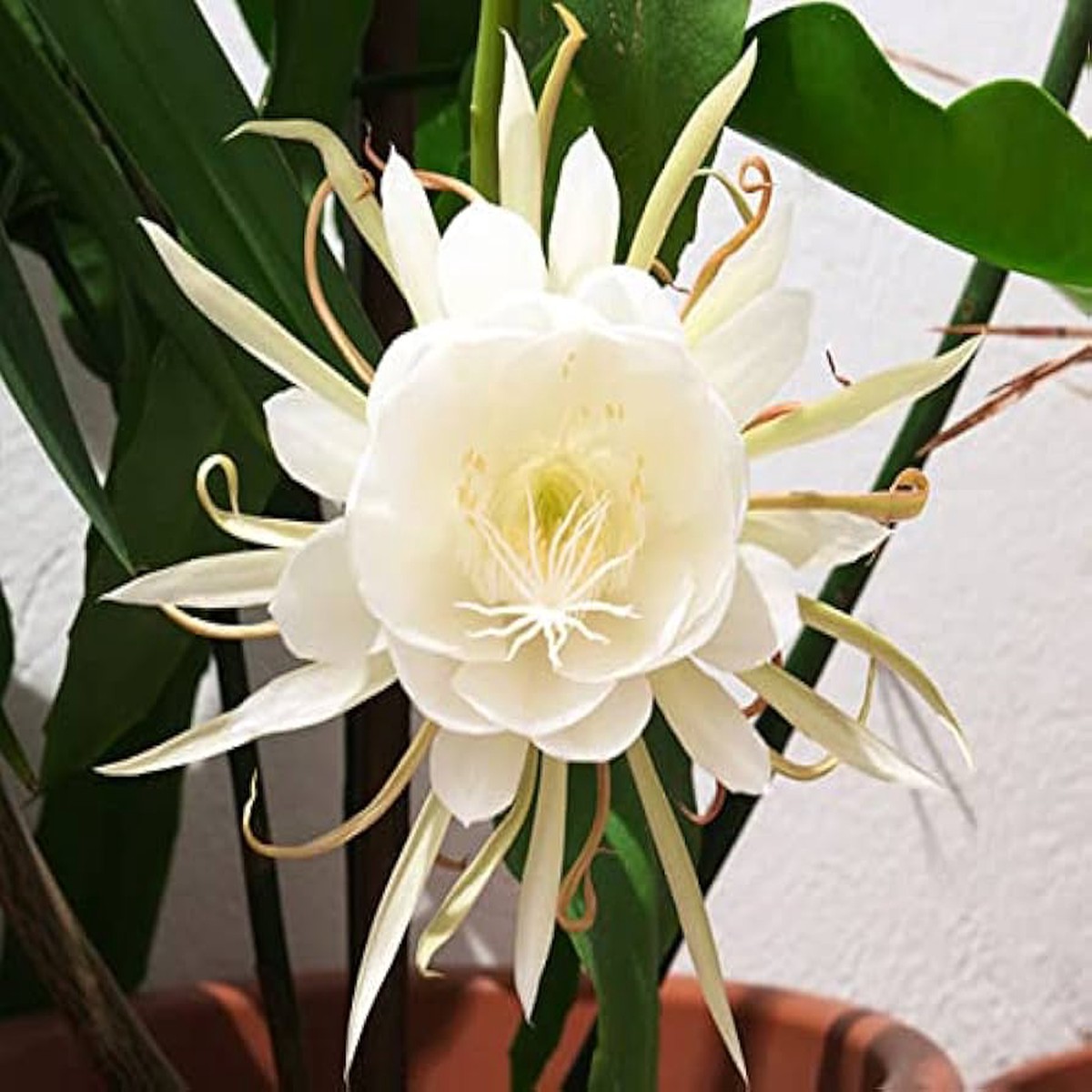 Epiphyllum Oxypetalum Flower Seeds for Planting Heirloom, Non-GMO, High Germination Organic Garden Seeds