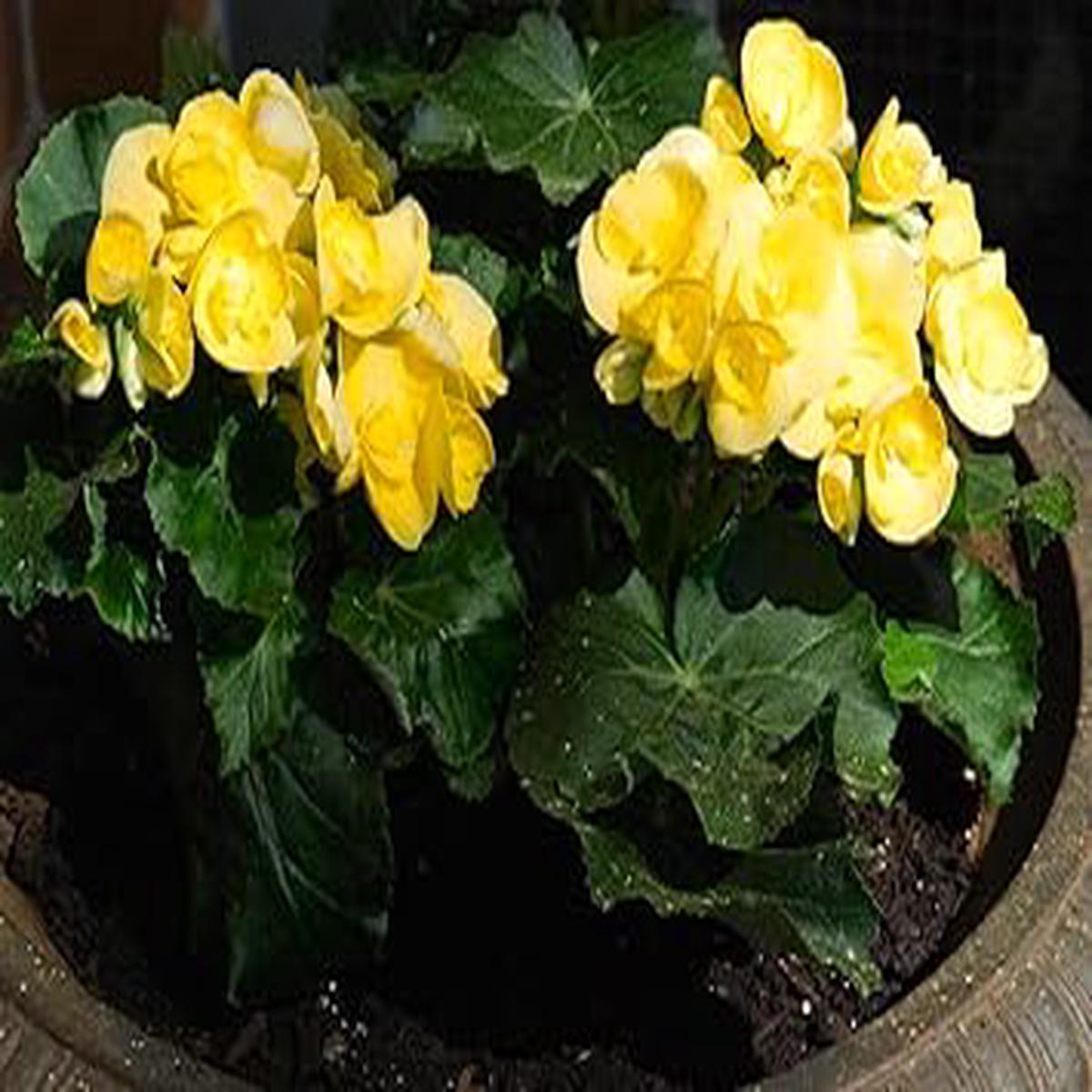 Yellow Geranium Flower Seeds 100 pcs