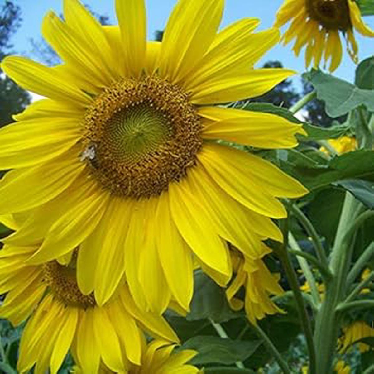 Yellow Sunflower Heirloom Non-GMO Seeds for Planting  High Germination Organic Garden Seeds for Vibrant Blooms