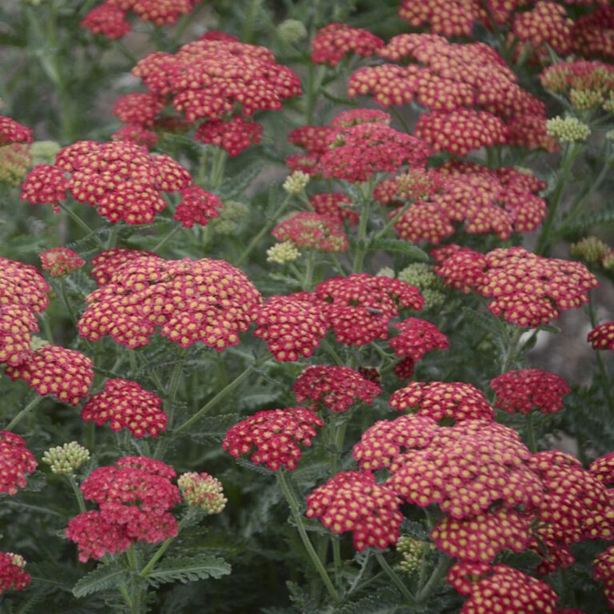 Achillea 'Firefly' Seeds for Planting Heirloom, Non-GMO, Bright Yellow and Red, Perennial