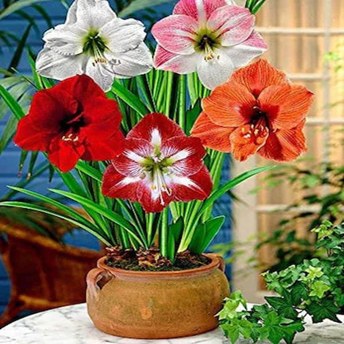 Amaryllis Barbados Mixed Colour Flower Seeds for Planting  Heirloom, Non-GMO, High Germination Organic Garden Seeds