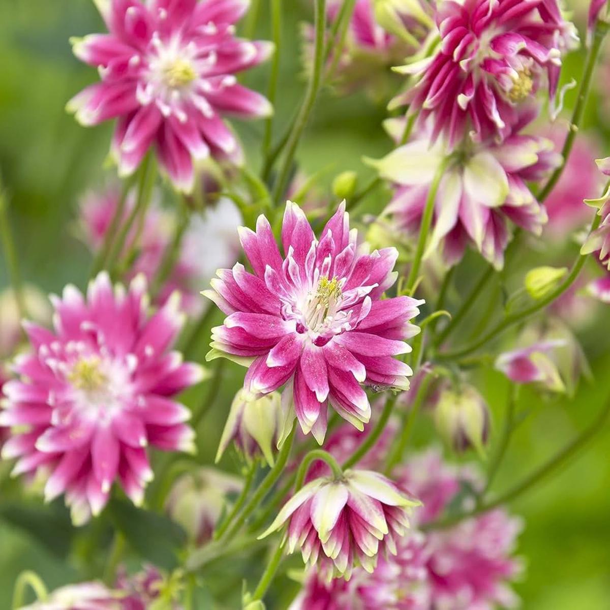 Aquilegia Vulgaris Flower Seeds for Planting  Heirloom, Non-GMO, Perennial, Pollinator-Friendly