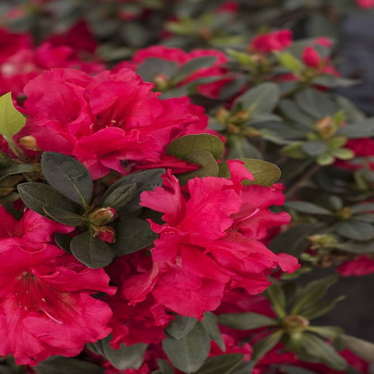 Azalea Rhododendron flower seeds for planting in home garden borders or shaded landscaping