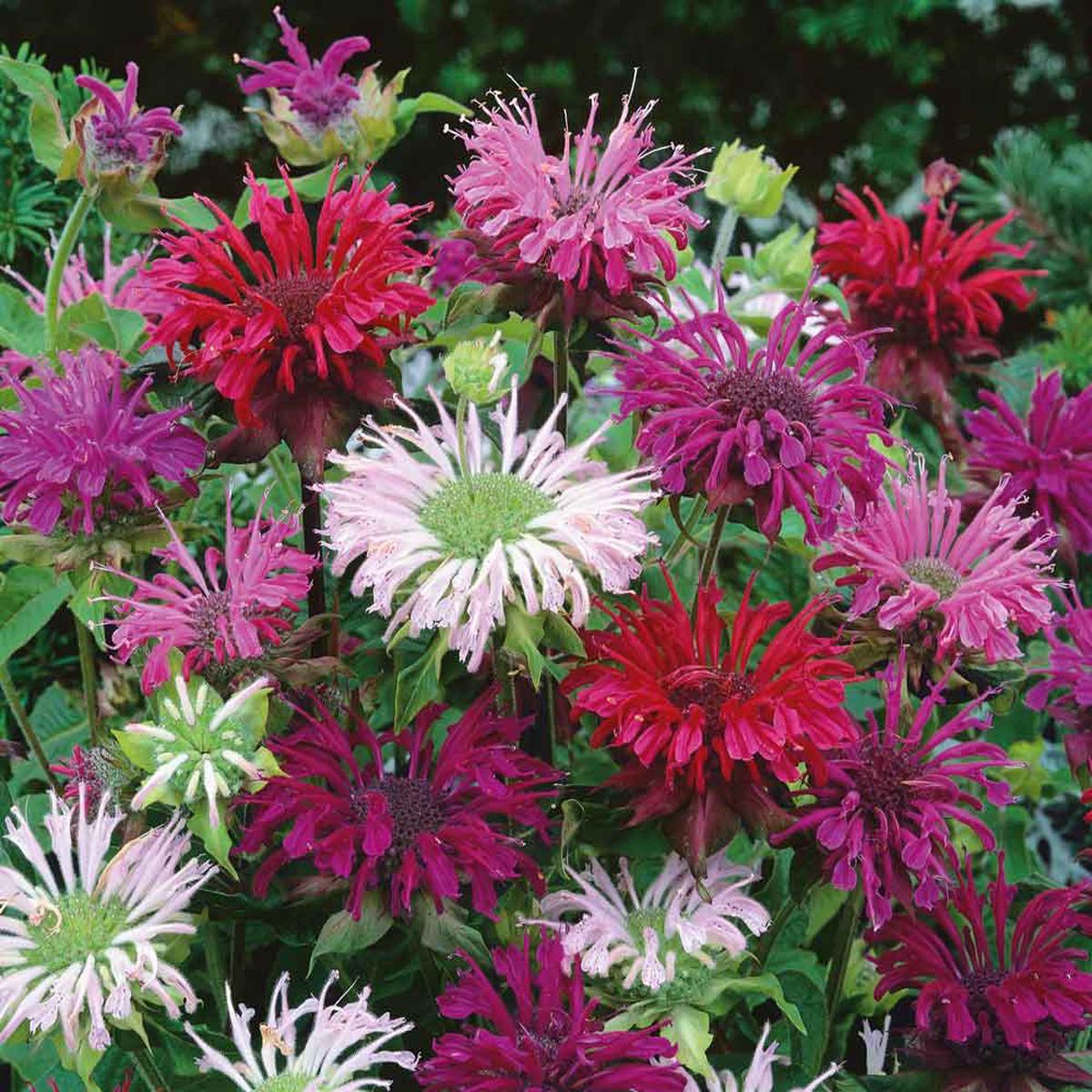 Bee Balm Seeds - Mix