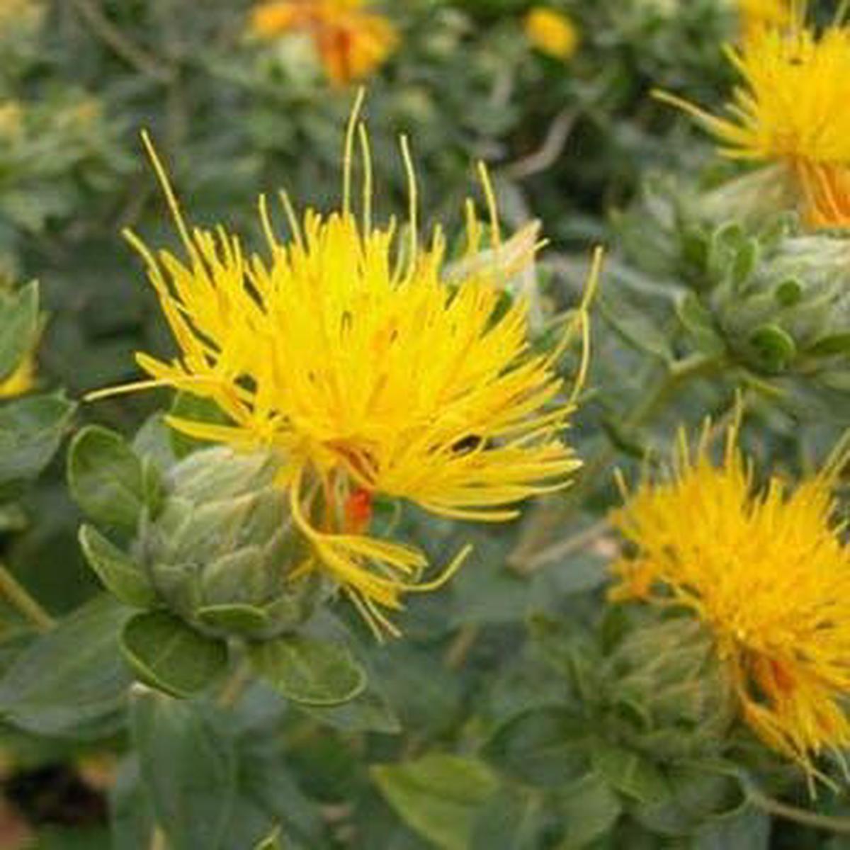 Yellow Safflower Flower Seeds Heirloom, Non-GMO Flower Seeds for Planting