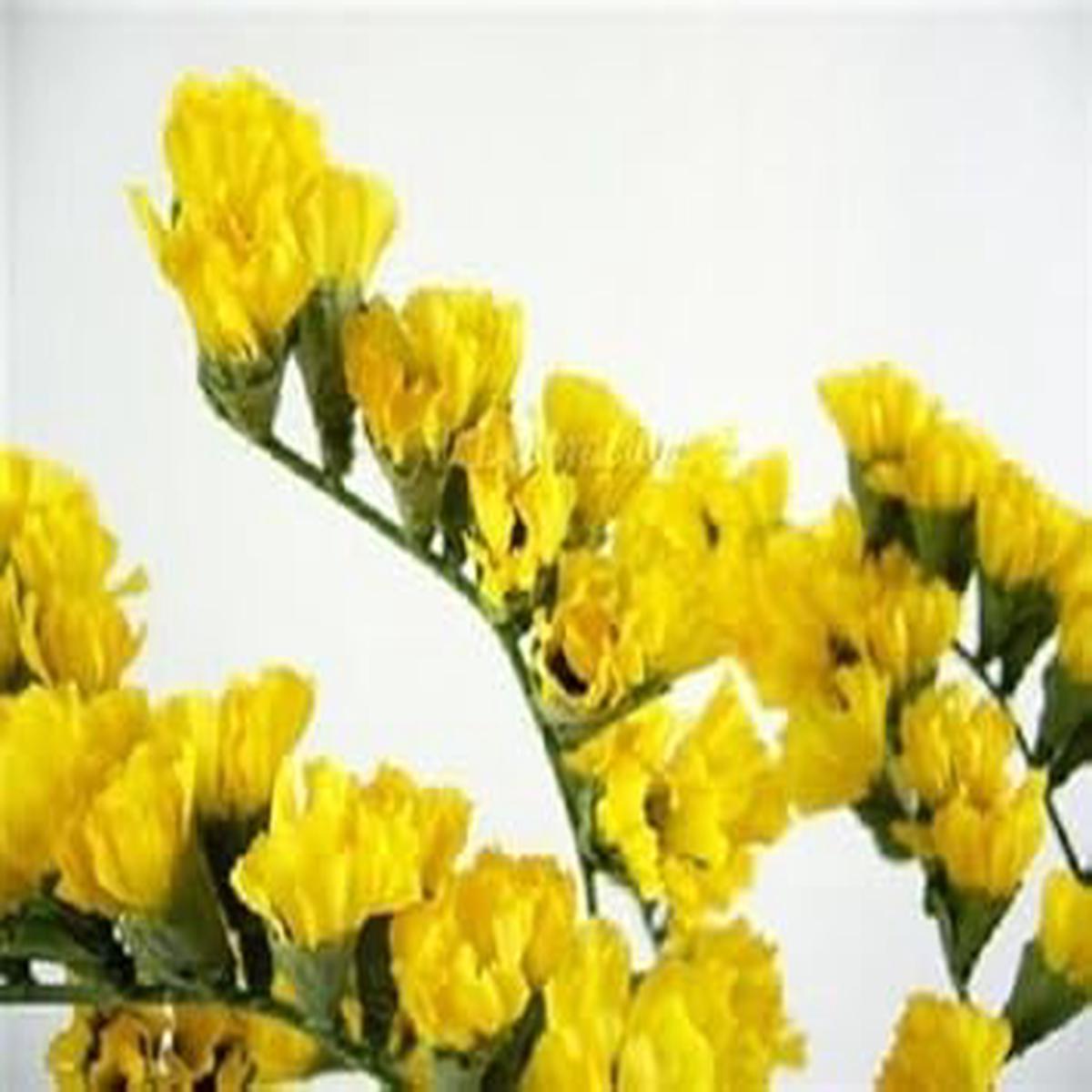 Yellow Statice Flower Seeds for Planting Organic Heirloom Non-GMO Dried Flower Seeds