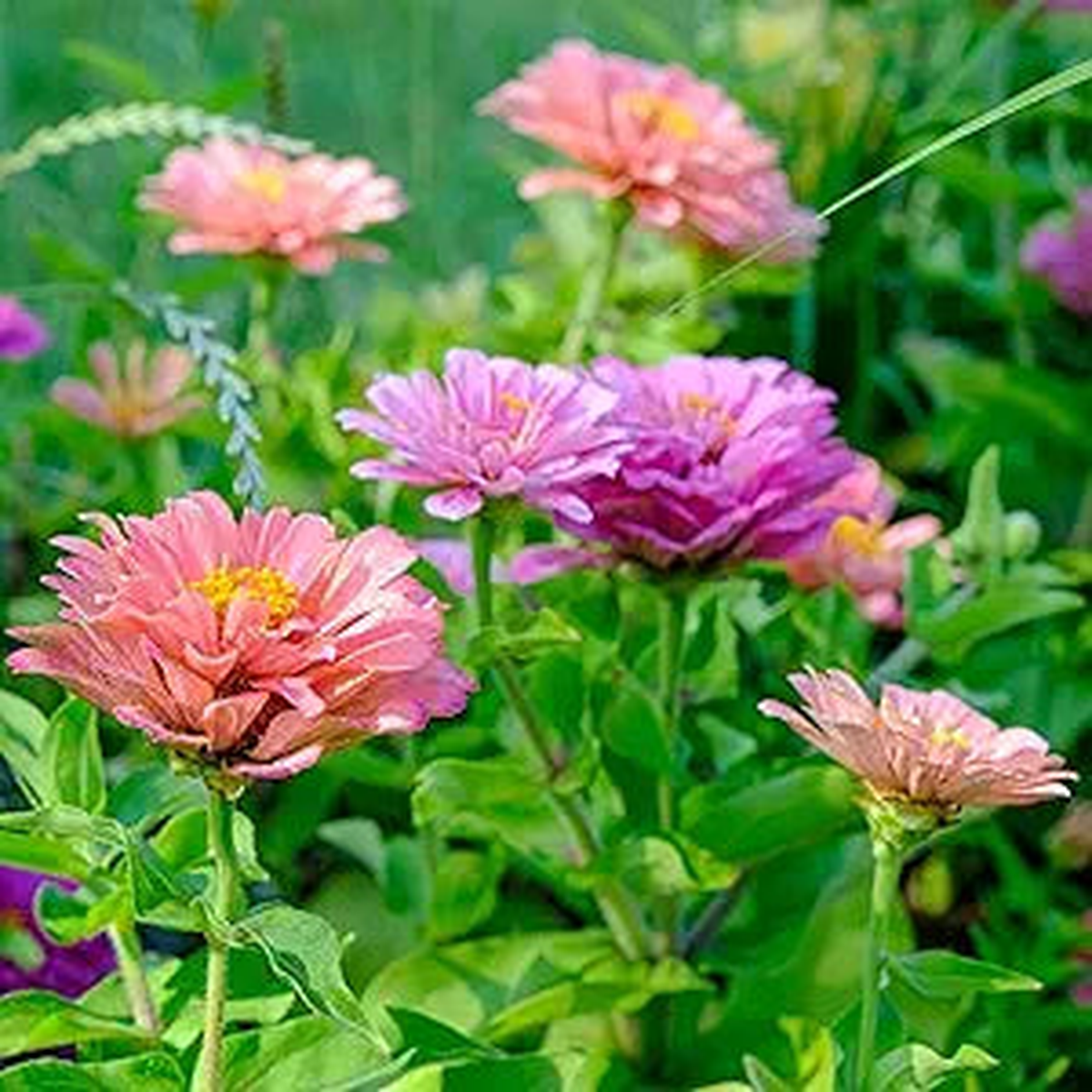 Zinnia Art Deco Fiore Mix Seeds for Stylish, Colorful Zinnia Blooms