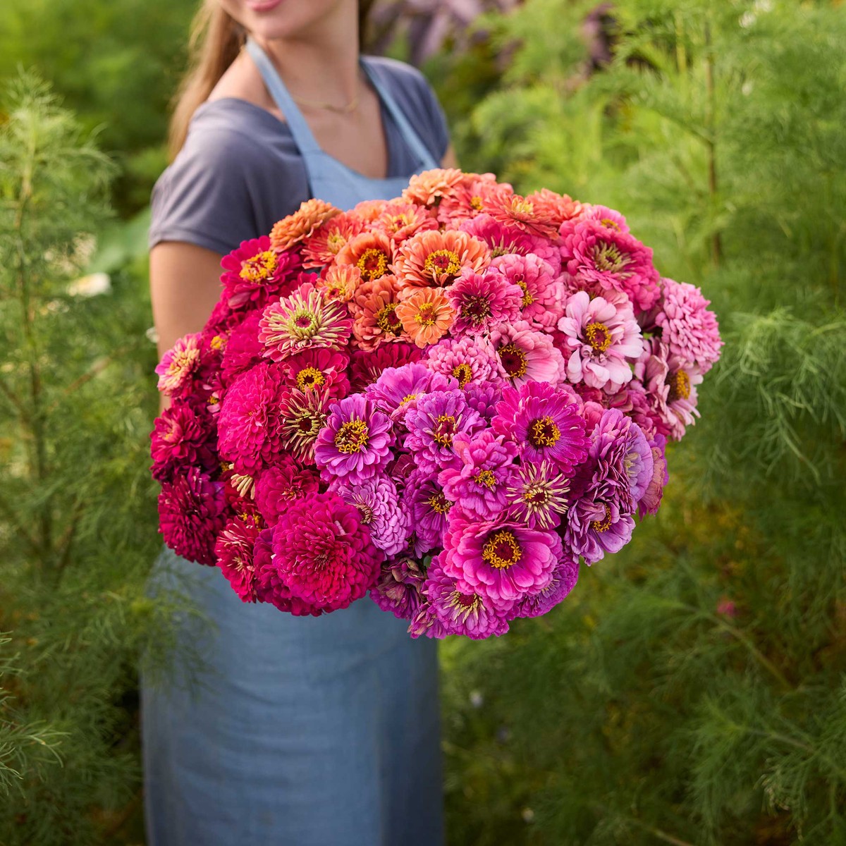 Zinnia Bundle - Benary's Giant Passion Series