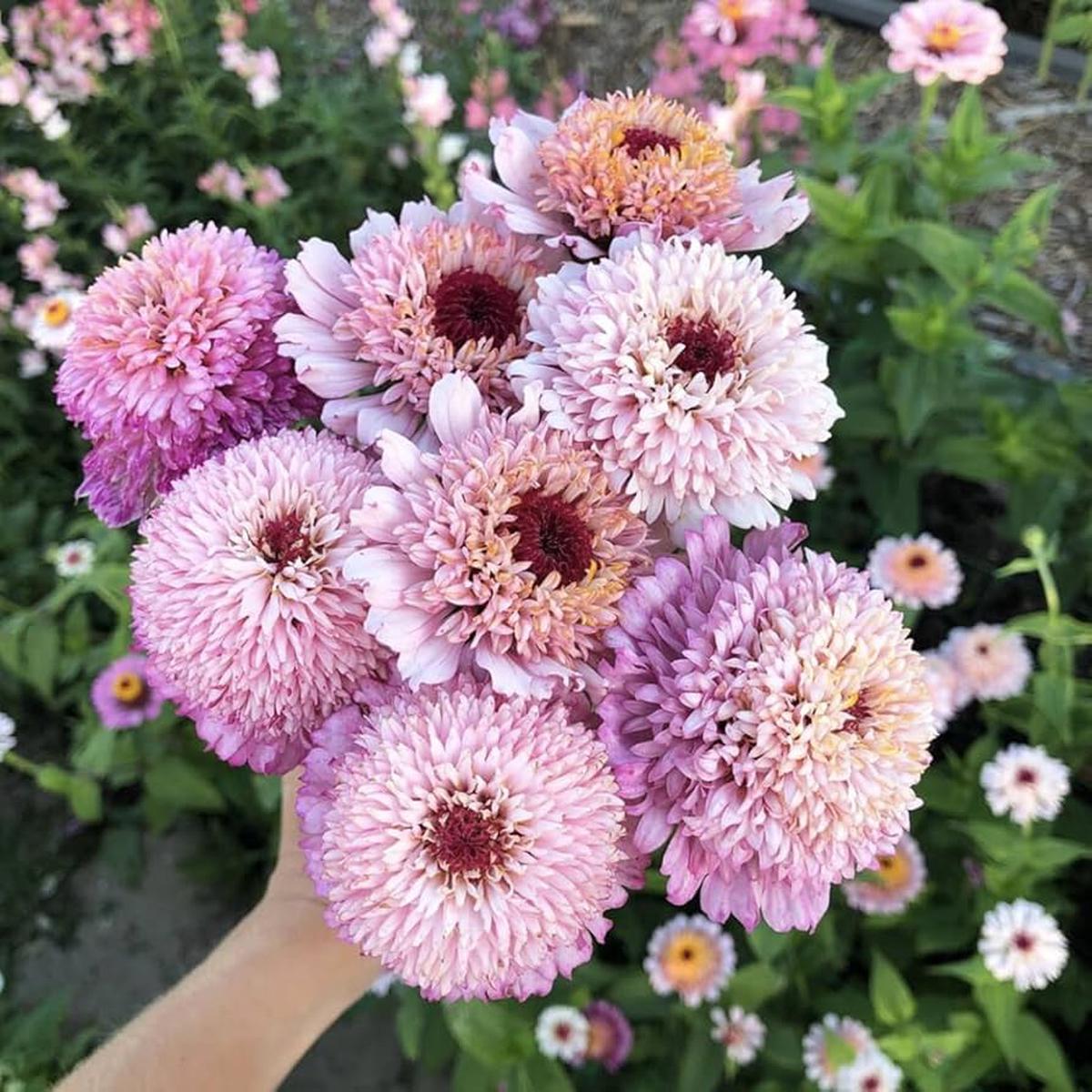 Zinnia Elegans Zinderella Lilac Flower Seeds for Planting Heirloom Non-GMO High Germination Organic Garden Seeds