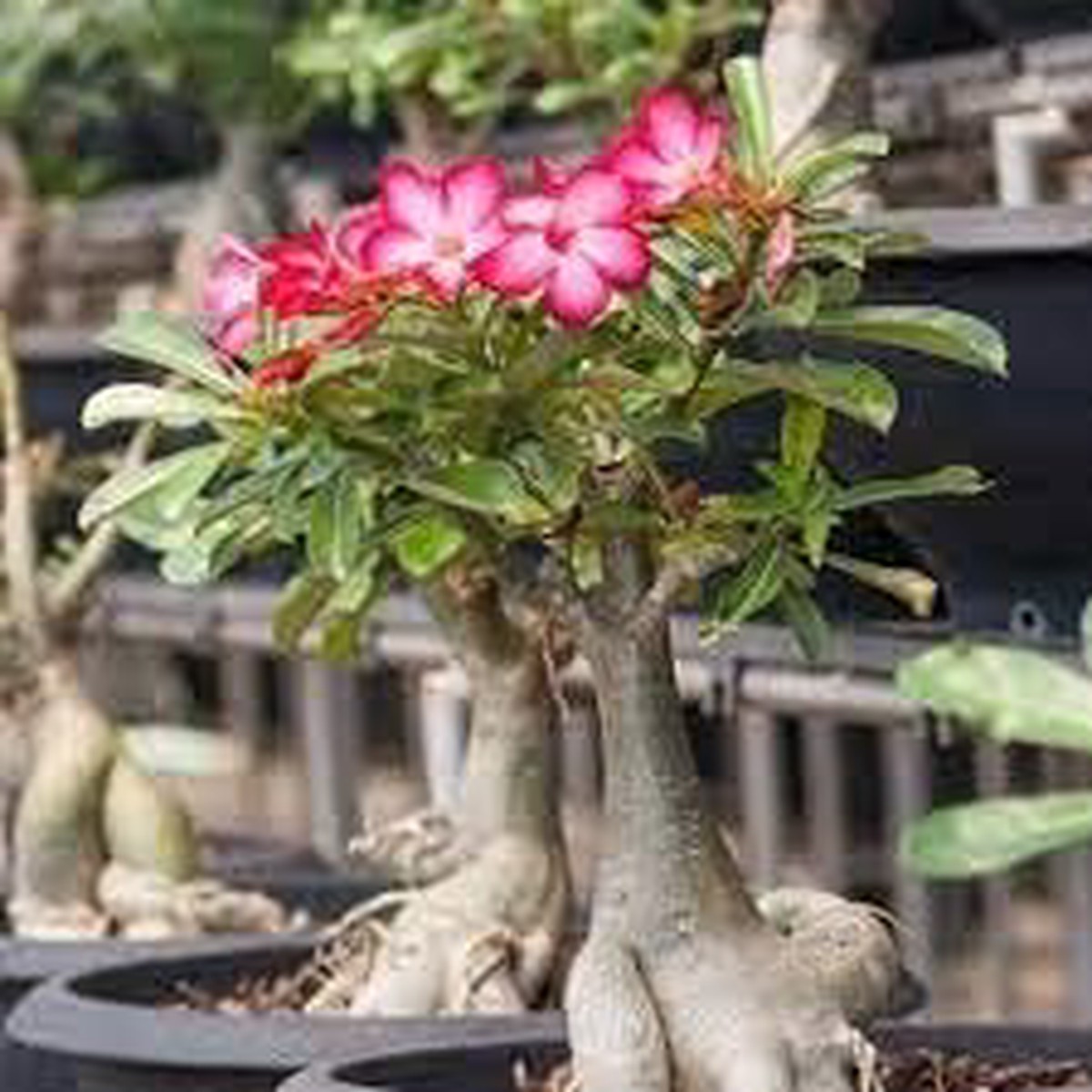Adenium Obesum Flower For Planting Fresh Organic Heirloom Non Gmo Desert Rose Flower Seeds for Home