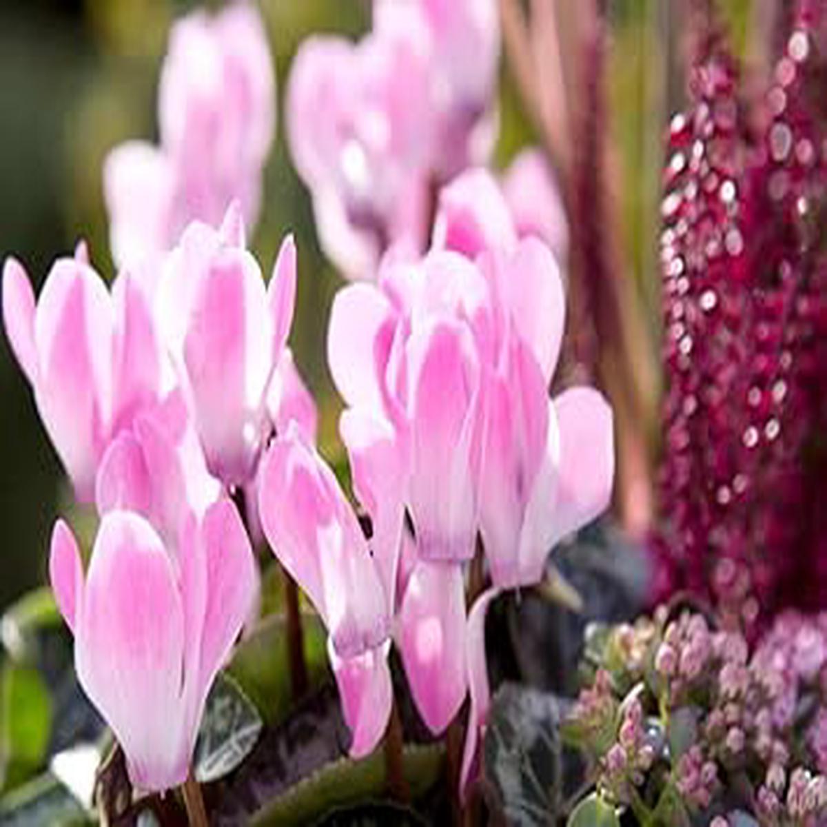 Baby Pink Cyclamen Flower Seeds for Planting Pollinator Friendly, Heirloom, Non-GMO, High Germination