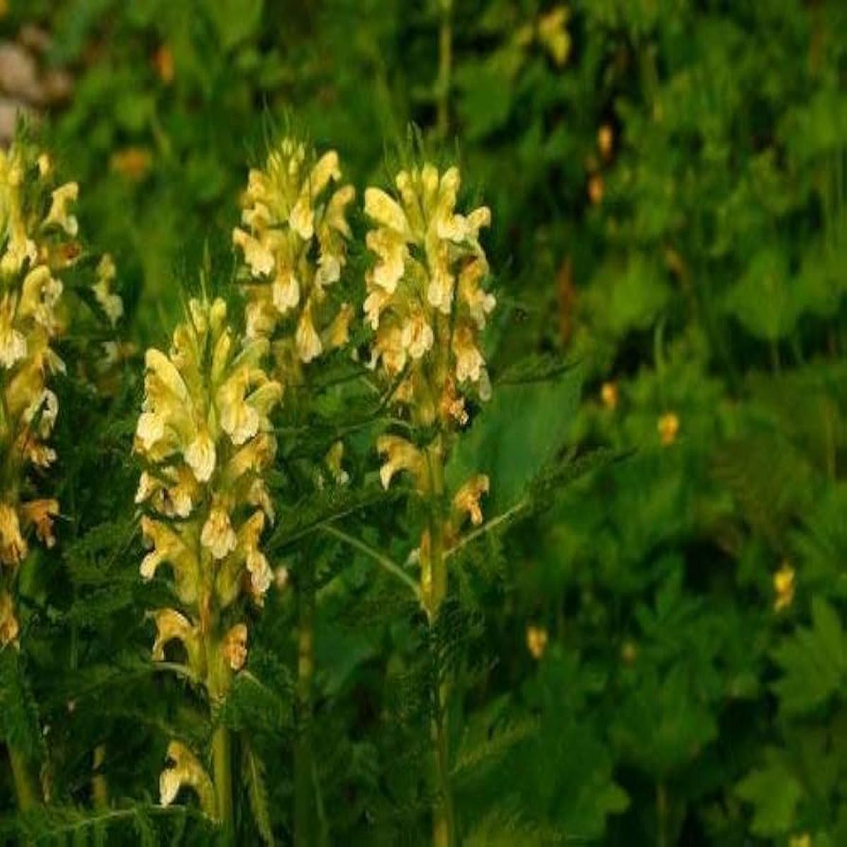 Yellow Pedicularis Lanceolata Flower seeds for Planting - Sun Loving, Heirloom & GMO Free Seeds for Home Garden